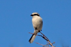 Great Grey Shrike