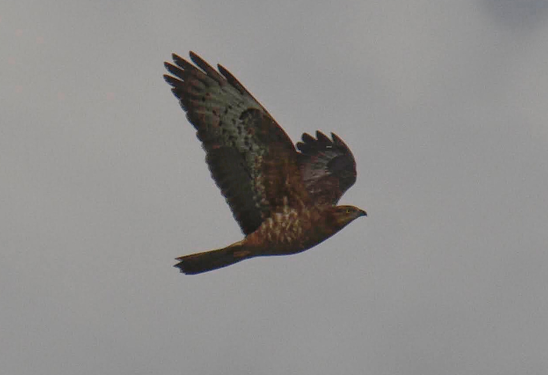European Honey-buzzard
