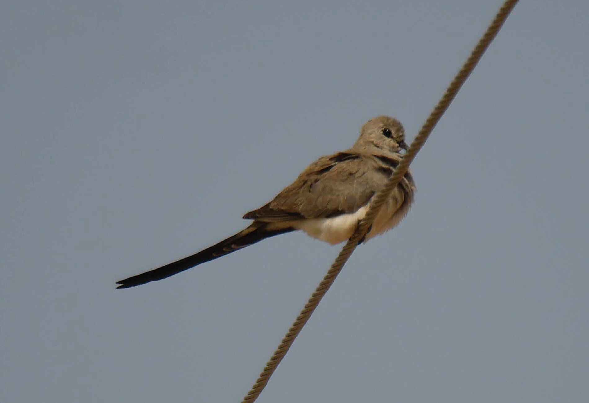 Namaqua Dove