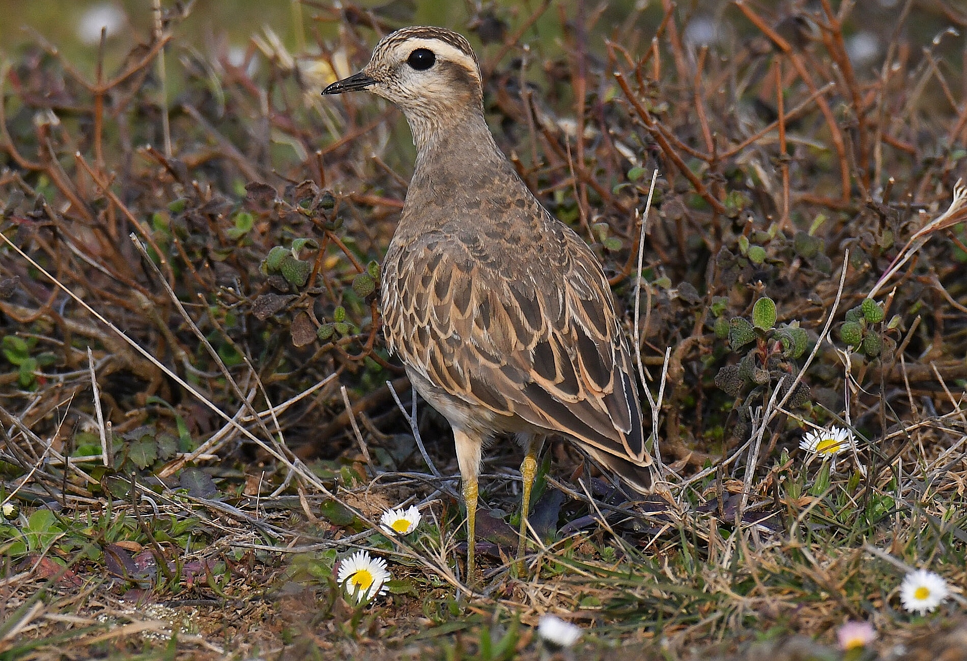 Eurasian Dotterel