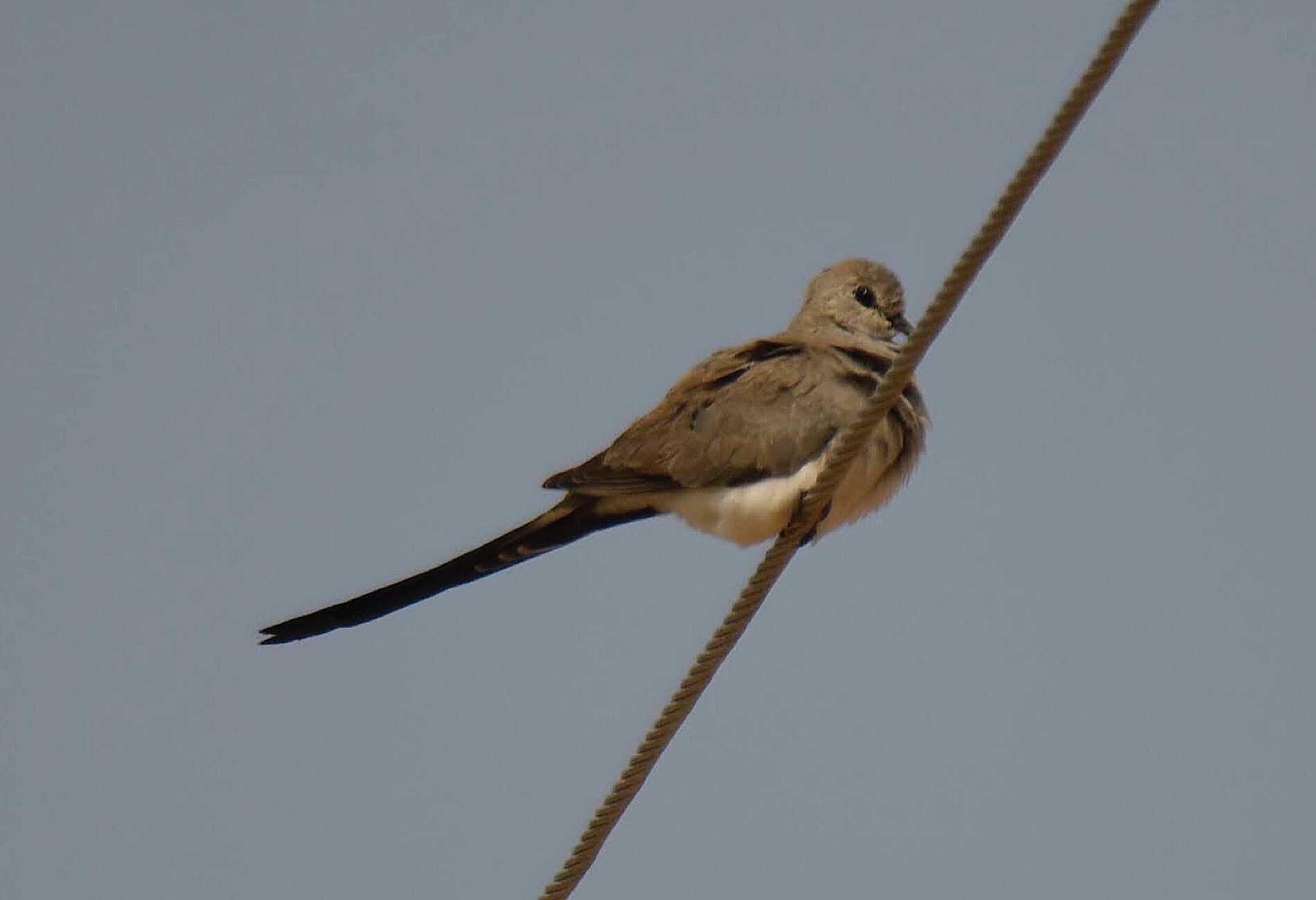 Namaqua Dove — Ana fotoğraf
