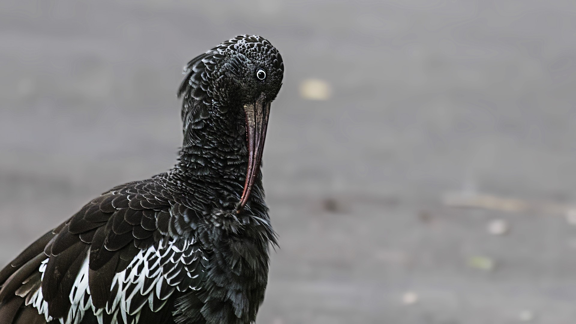 Wattled Ibis — Ana fotoğraf