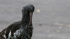 Wattled Ibis