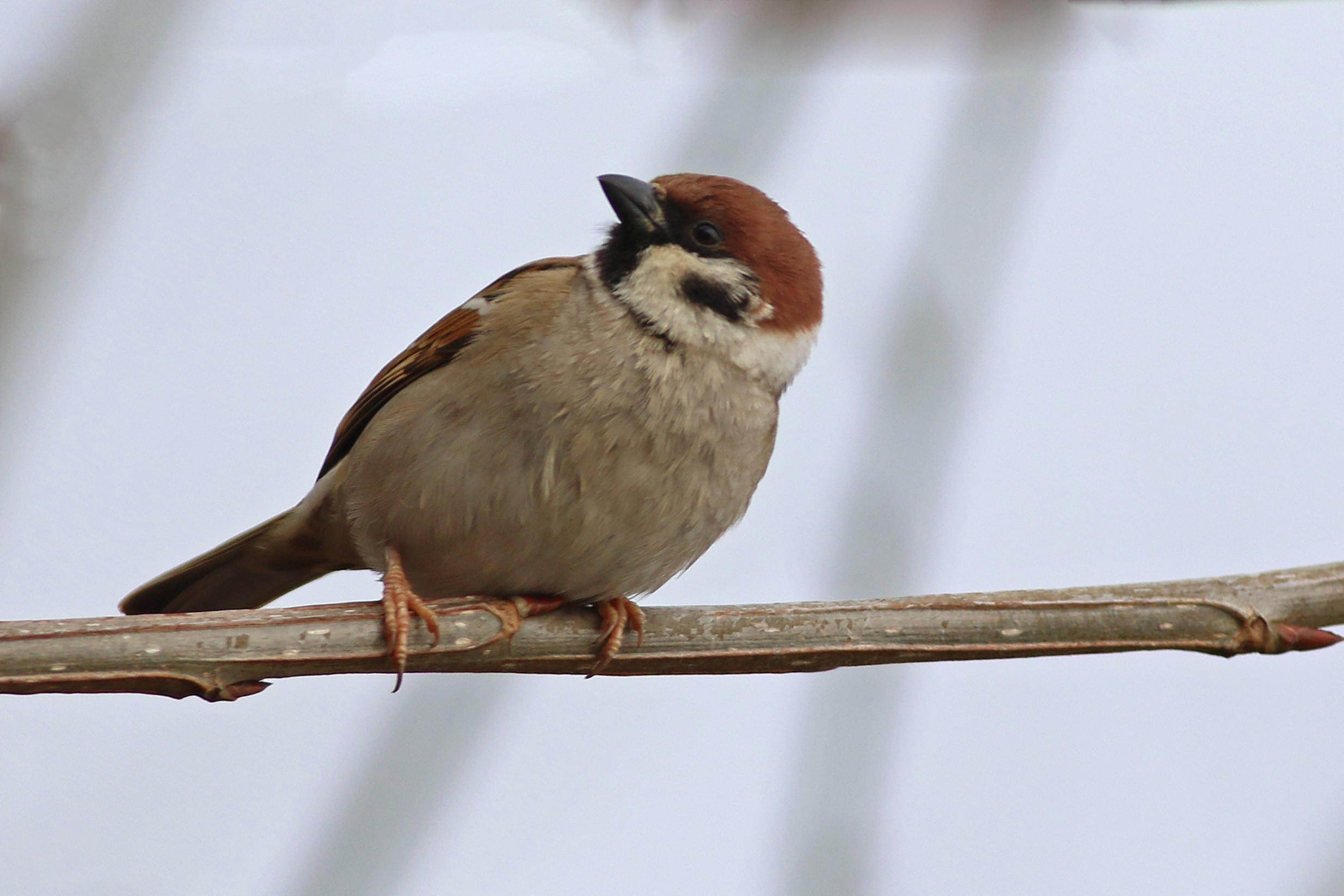 Eurasian Tree Sparrow