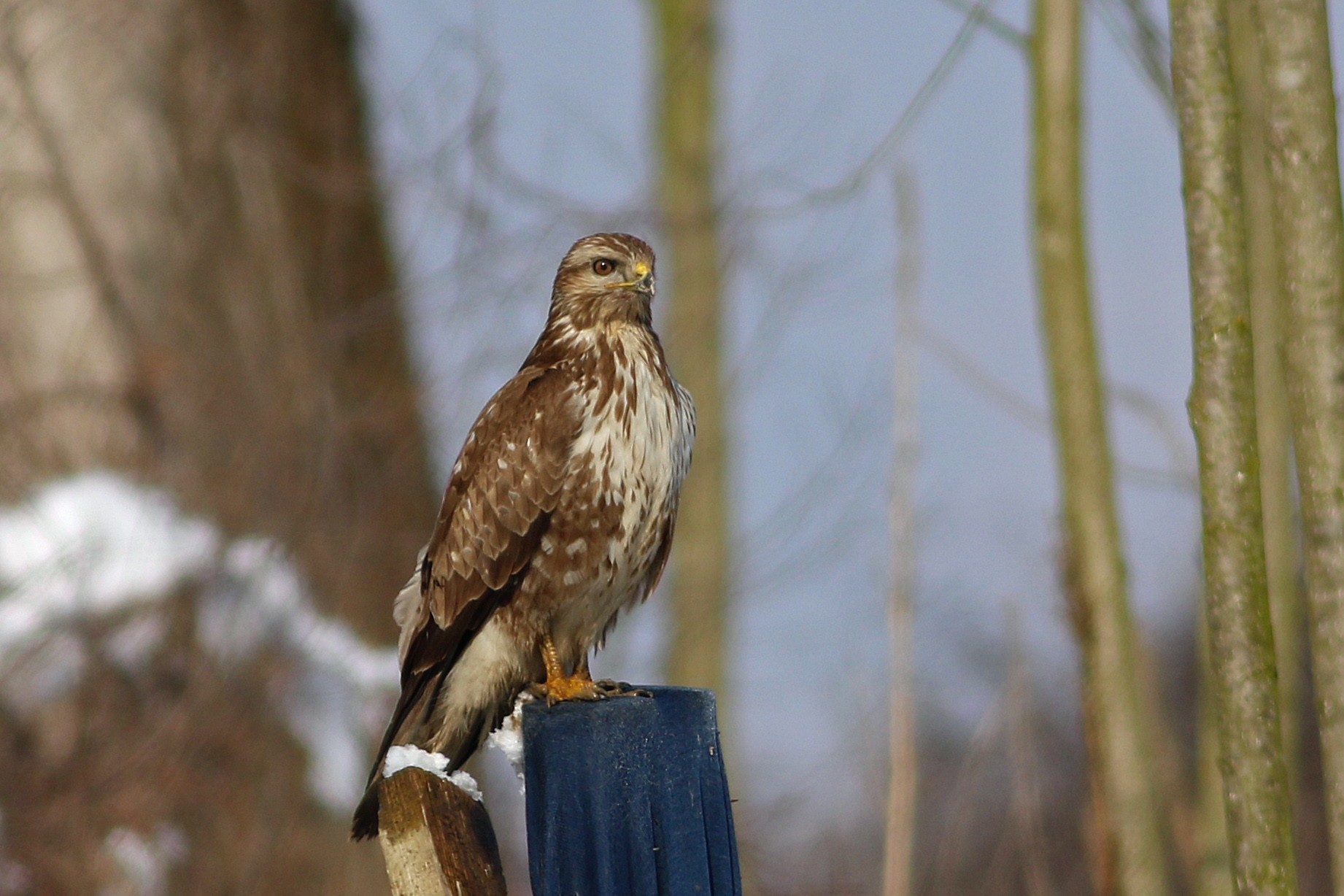 Eurasian Buzzard