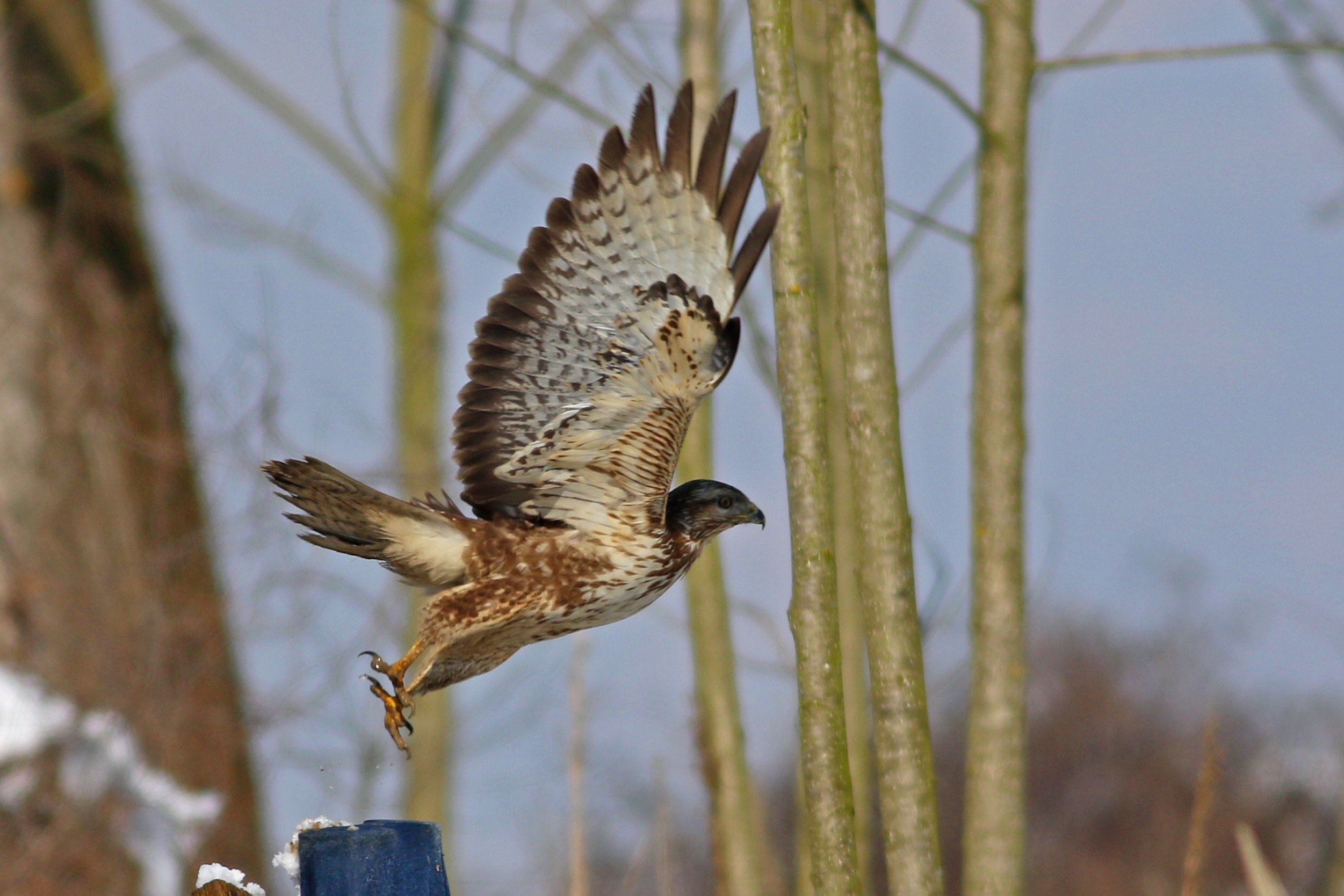 Eurasian Buzzard