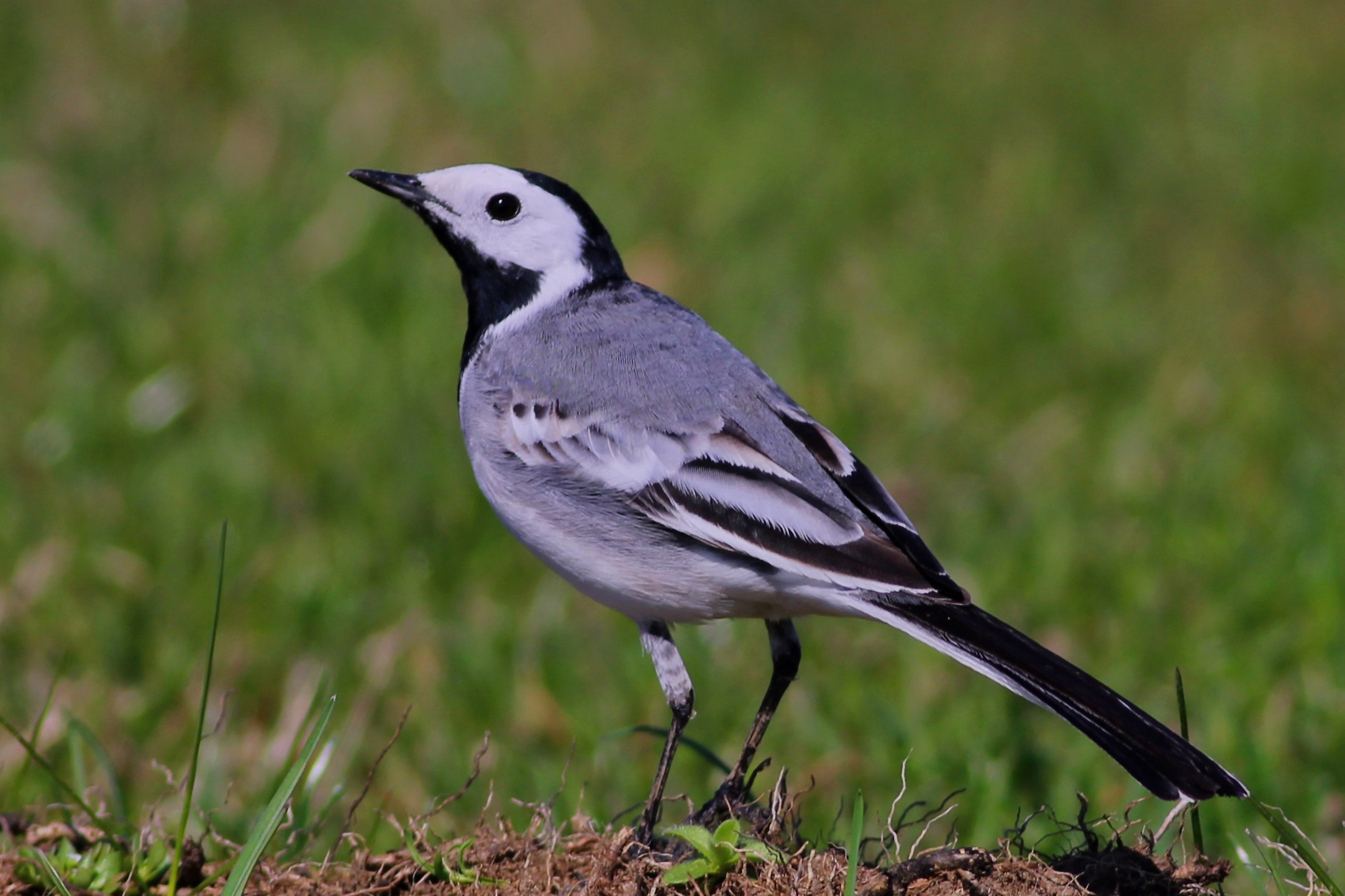 White Wagtail