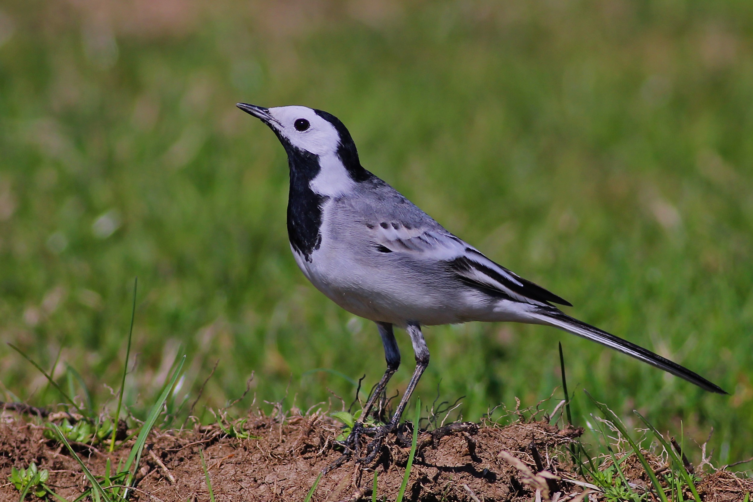 White Wagtail