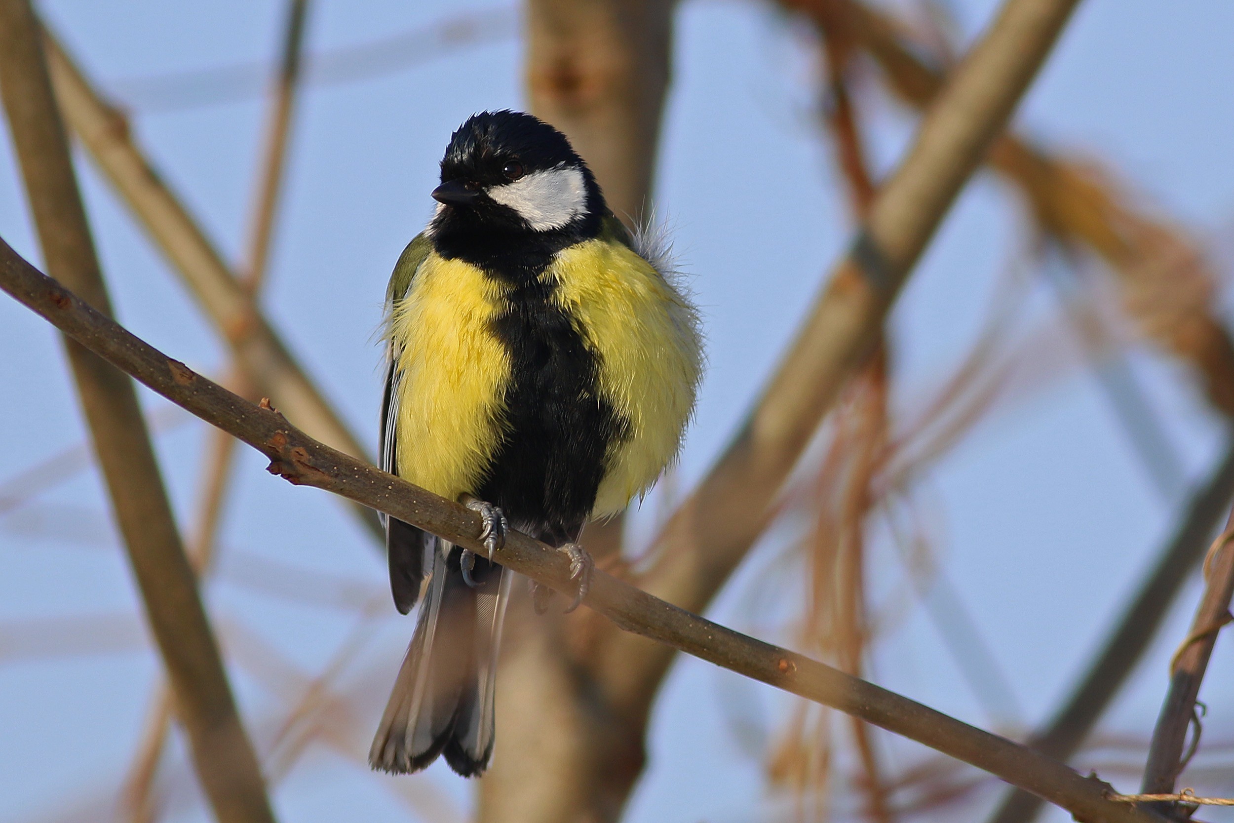 Great Tit