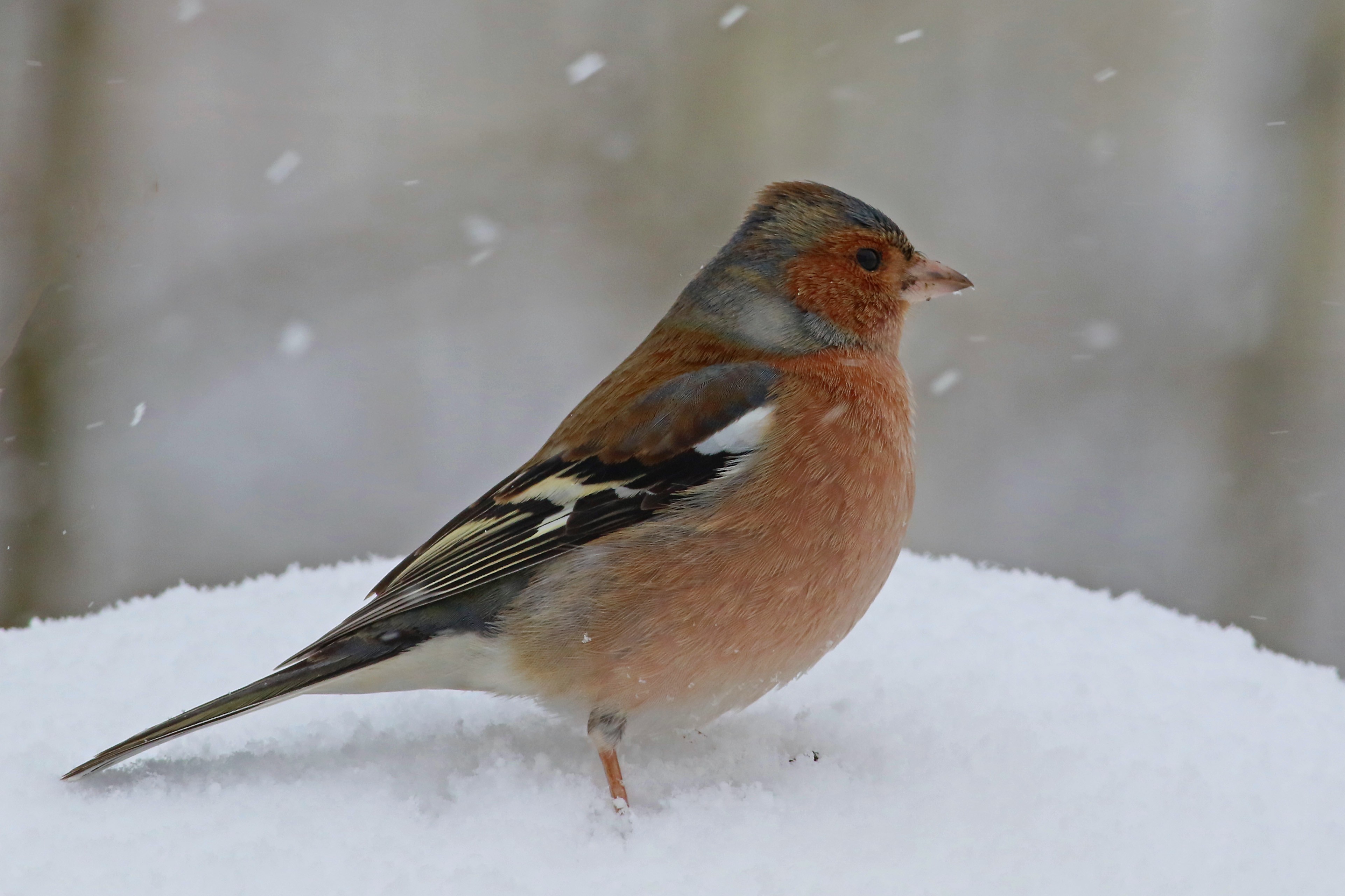 Common Chaffinch