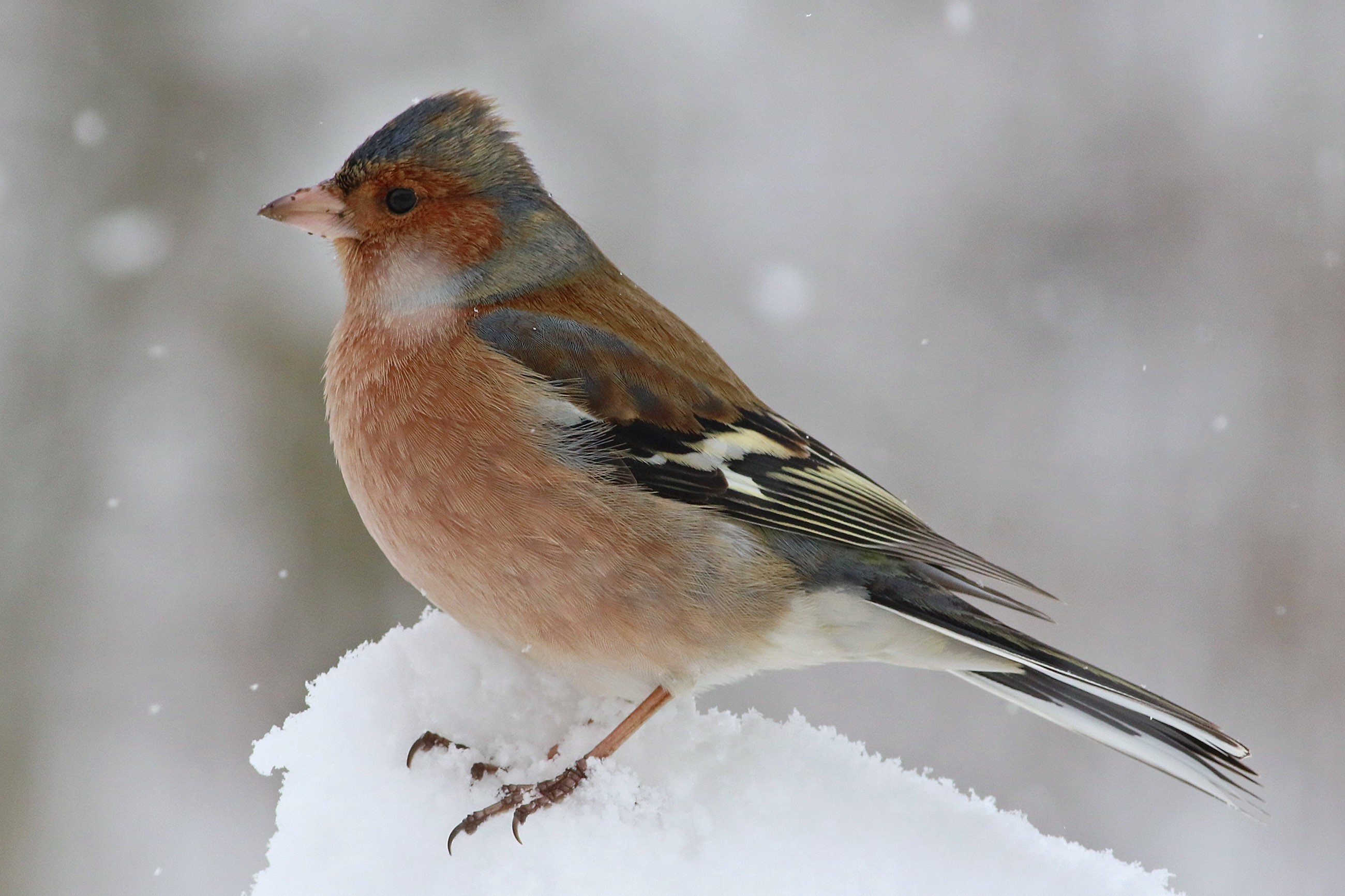 Common Chaffinch