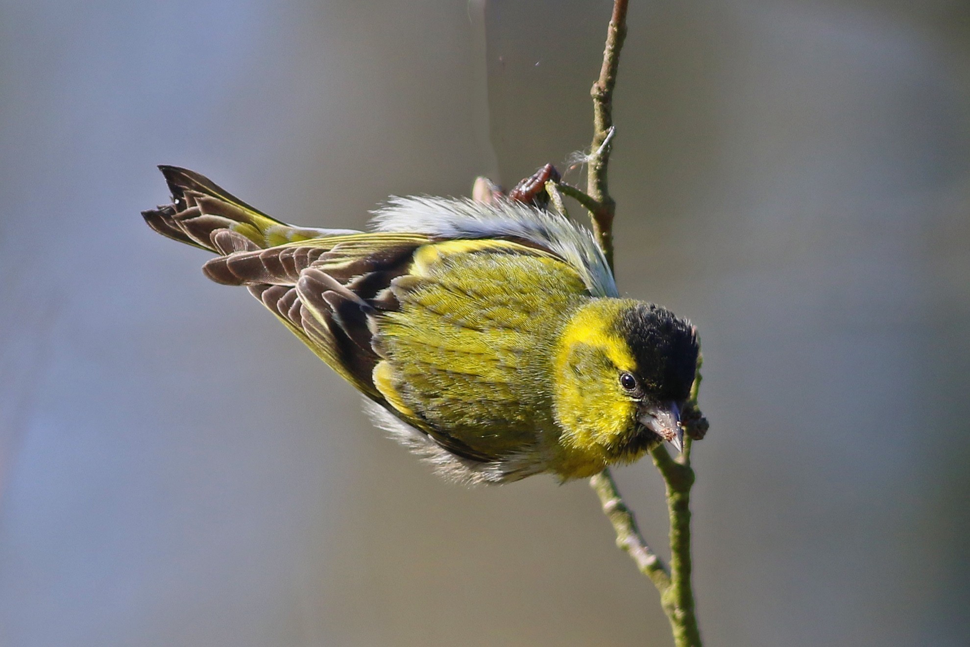 Eurasian Siskin