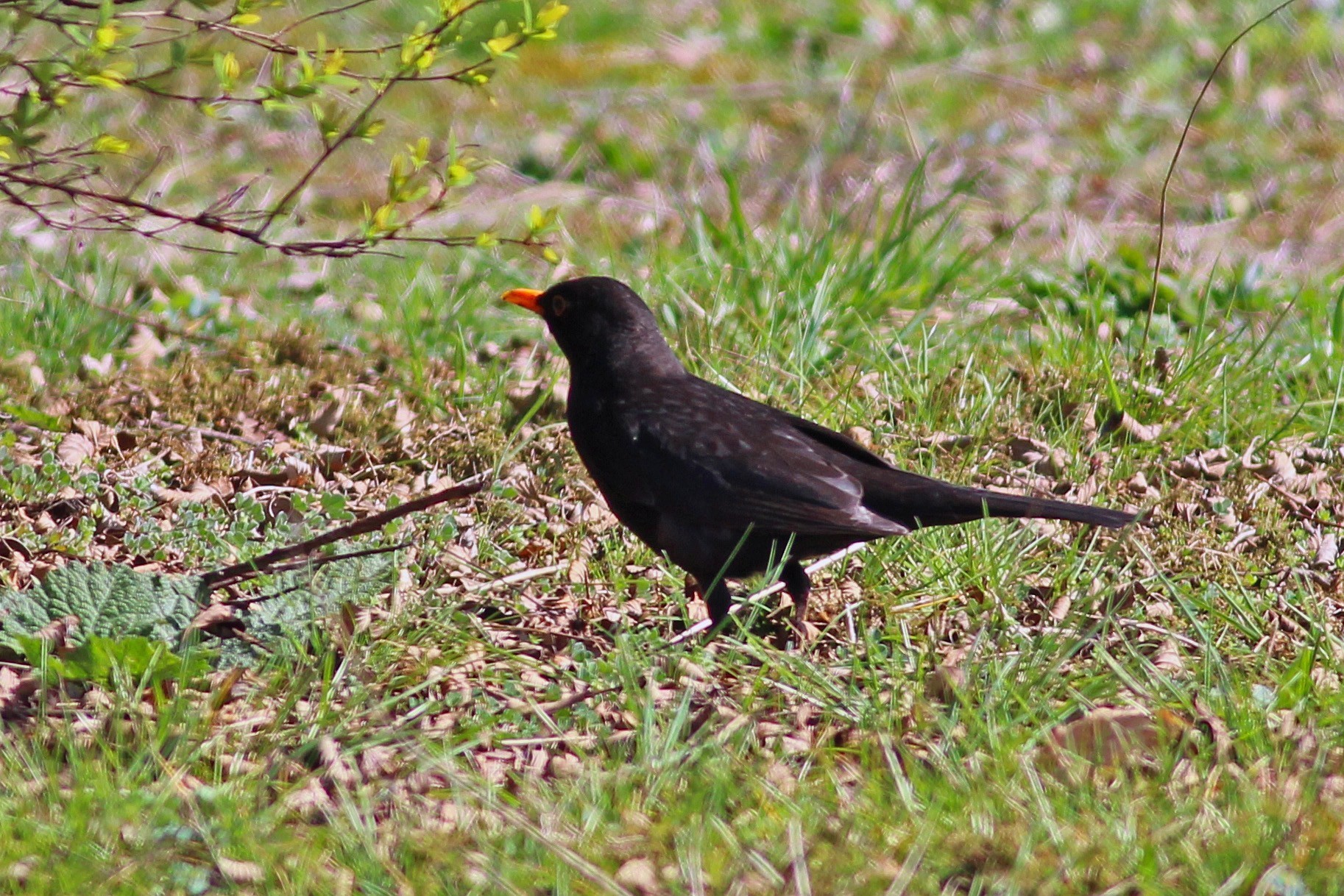 Common Blackbird