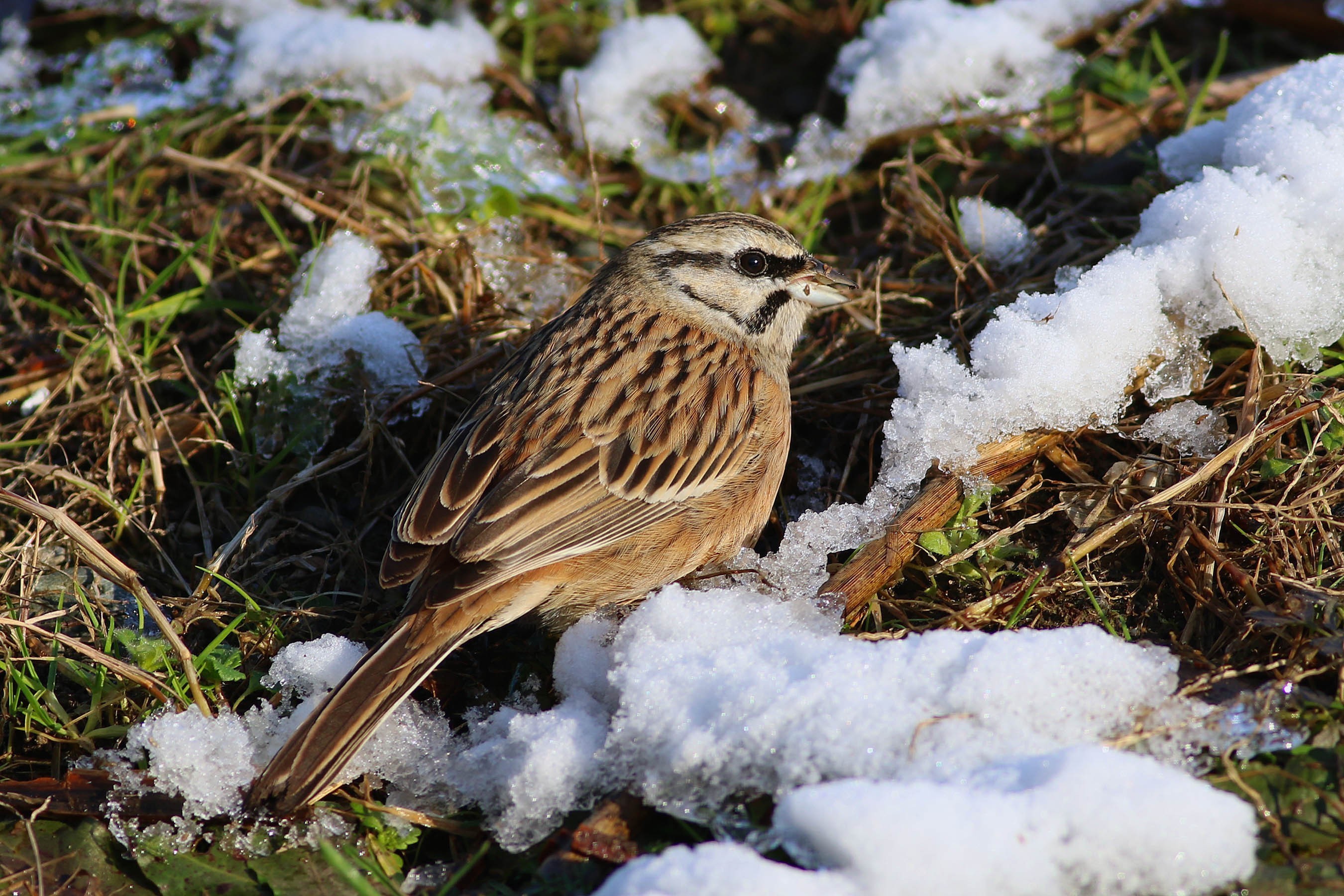Rock Bunting