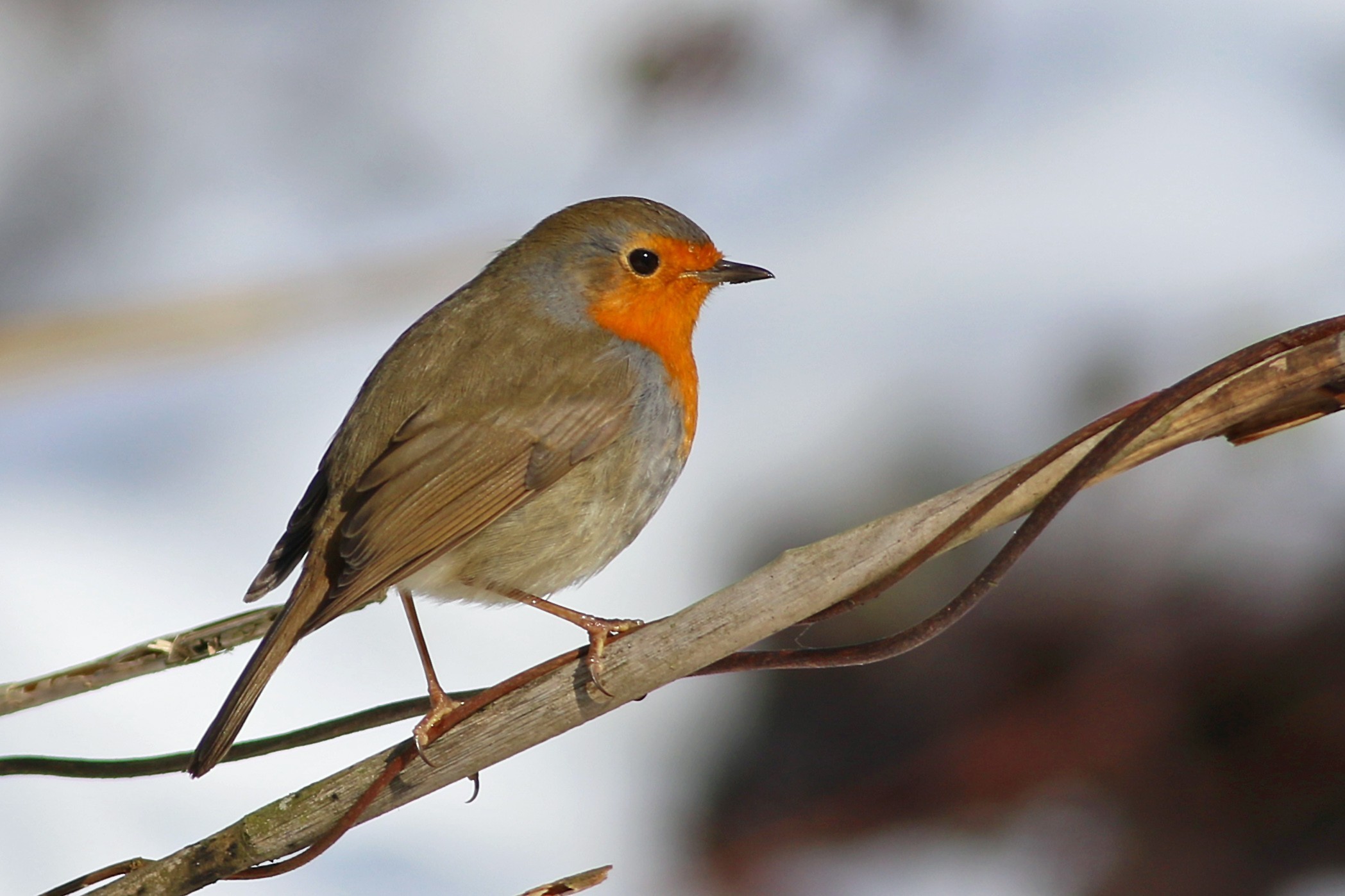 European Robin