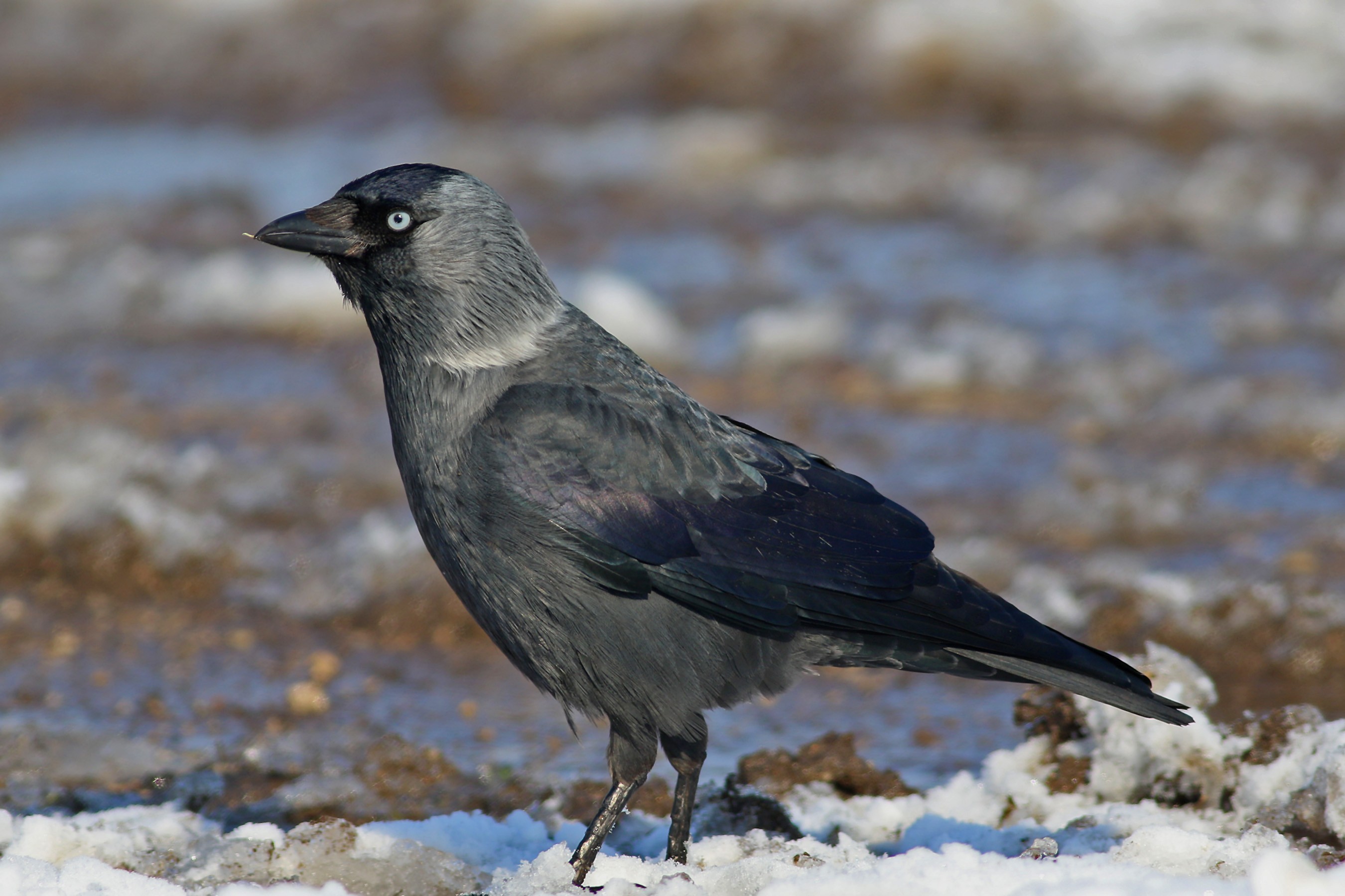 Eurasian Jackdaw