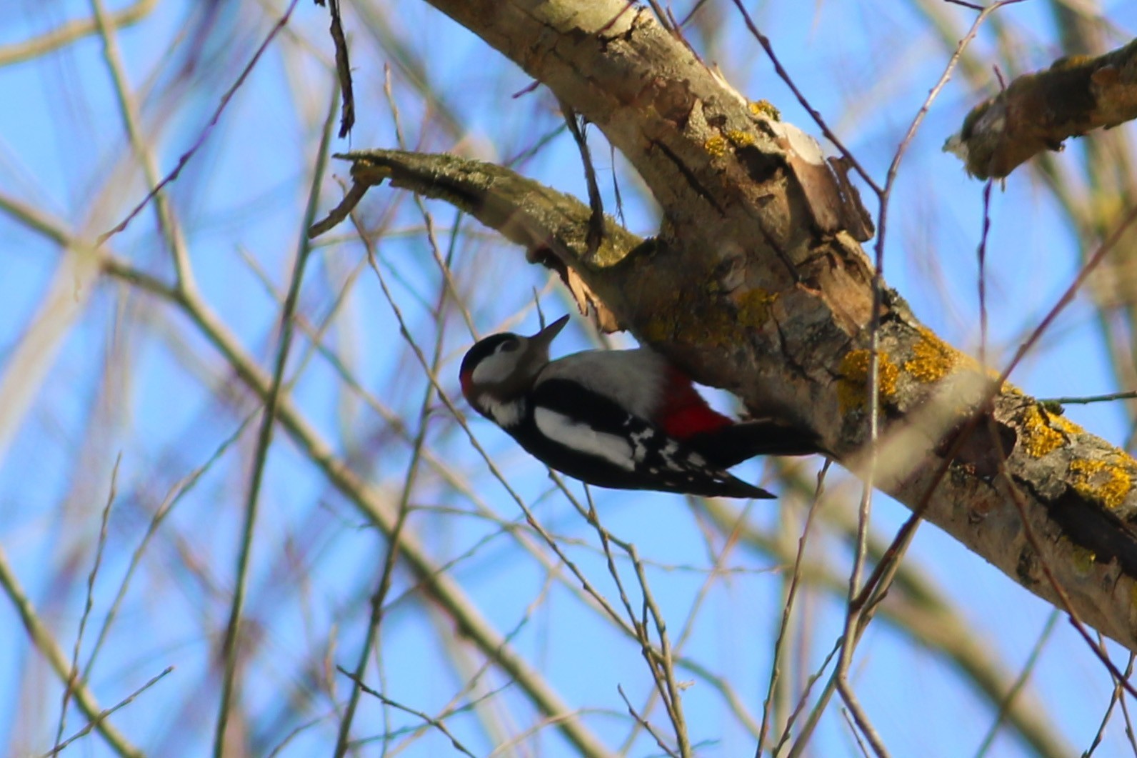 Great Spotted Woodpecker