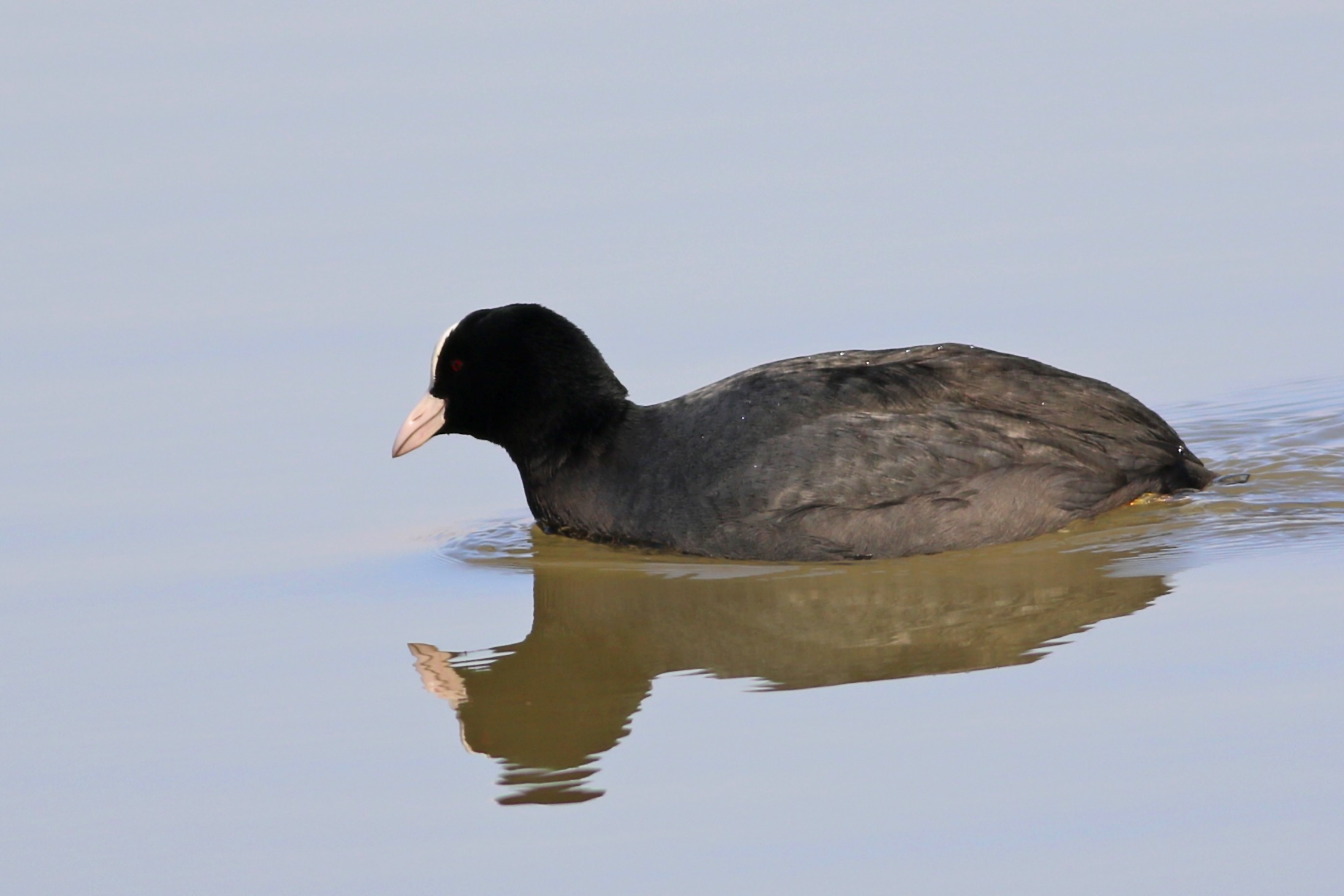 Common Coot