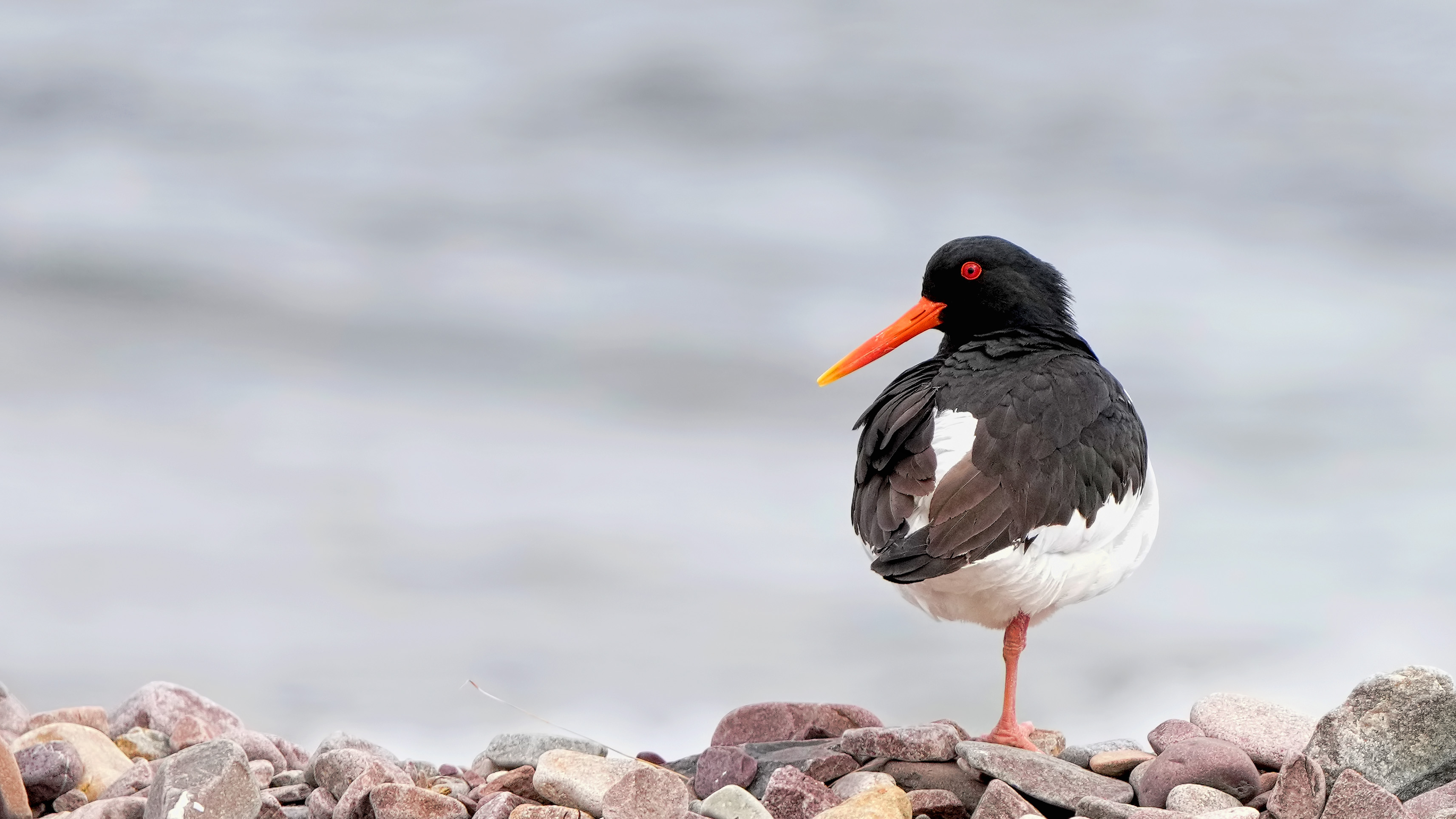 Eurasian Oystercatcher