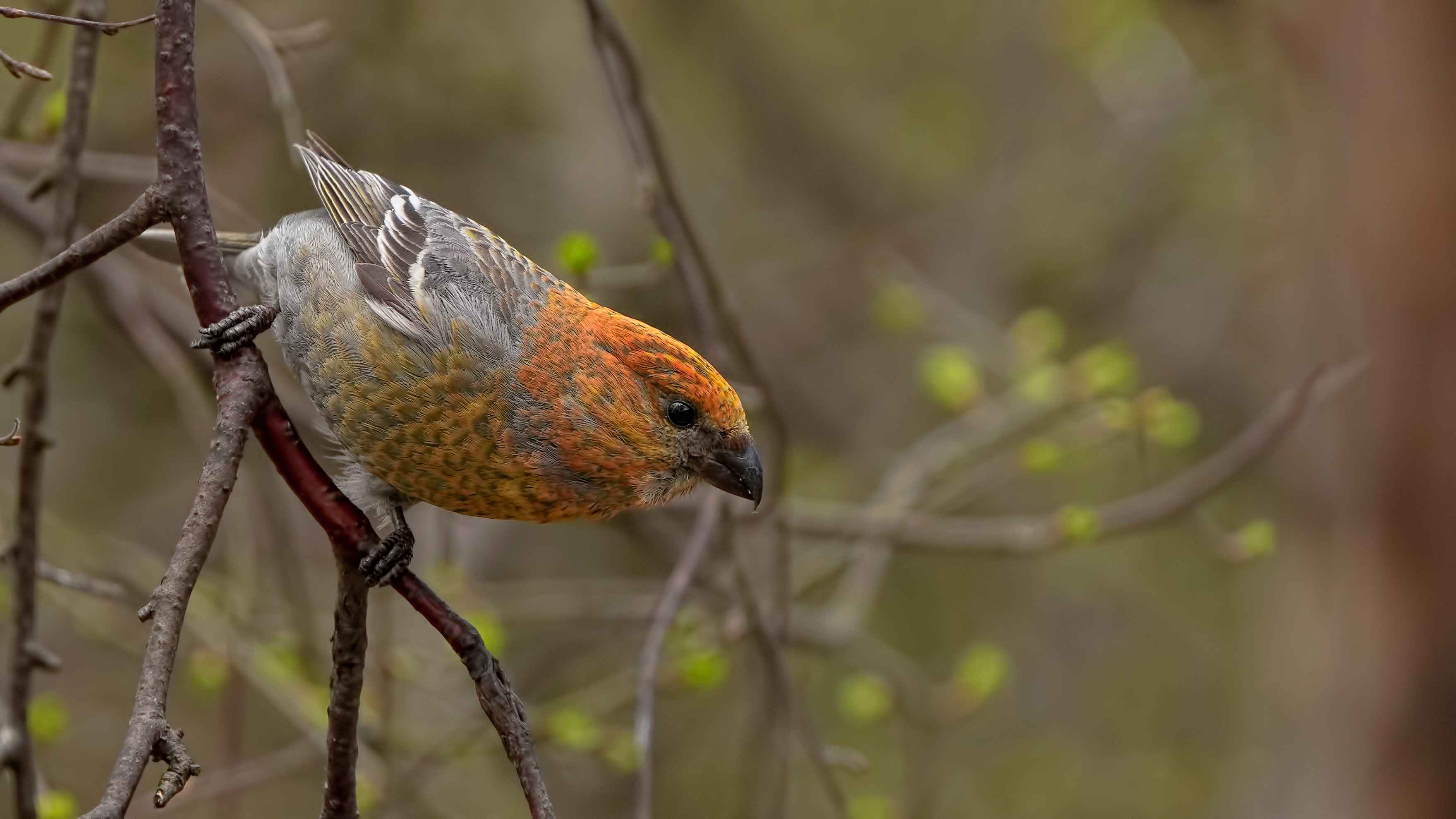 Pine Grosbeak