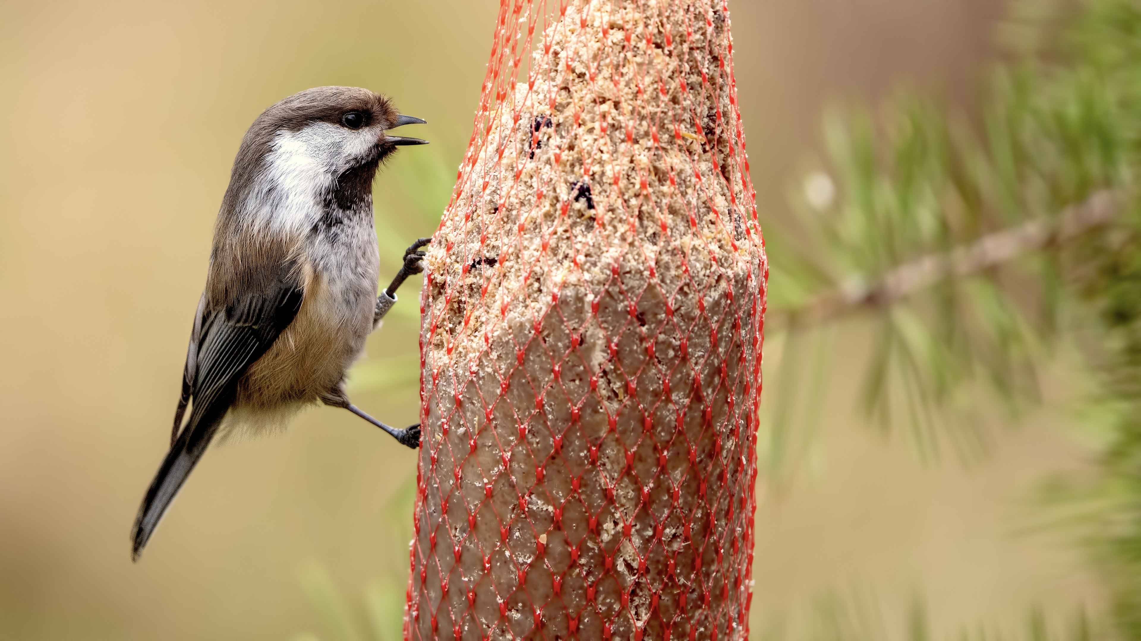 Gray-headed Chickadee