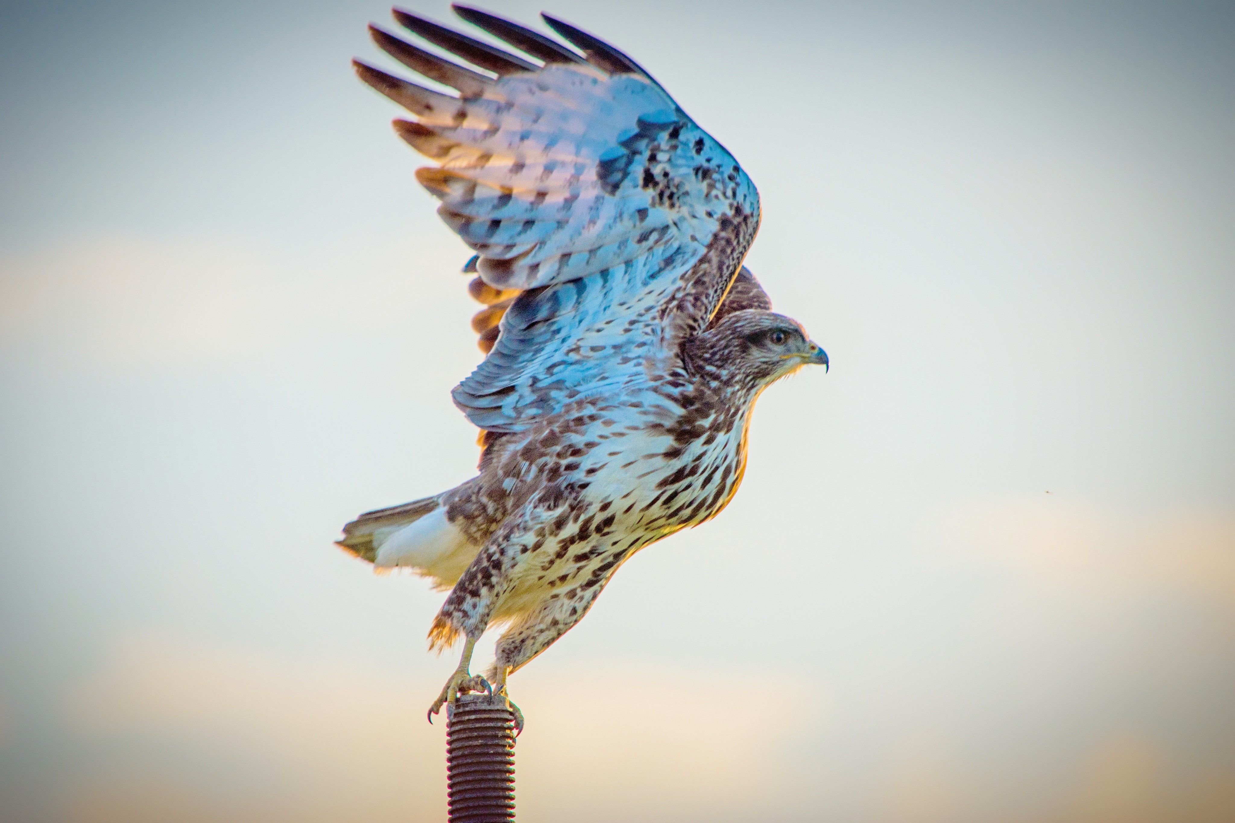 Levant Sparrowhawk