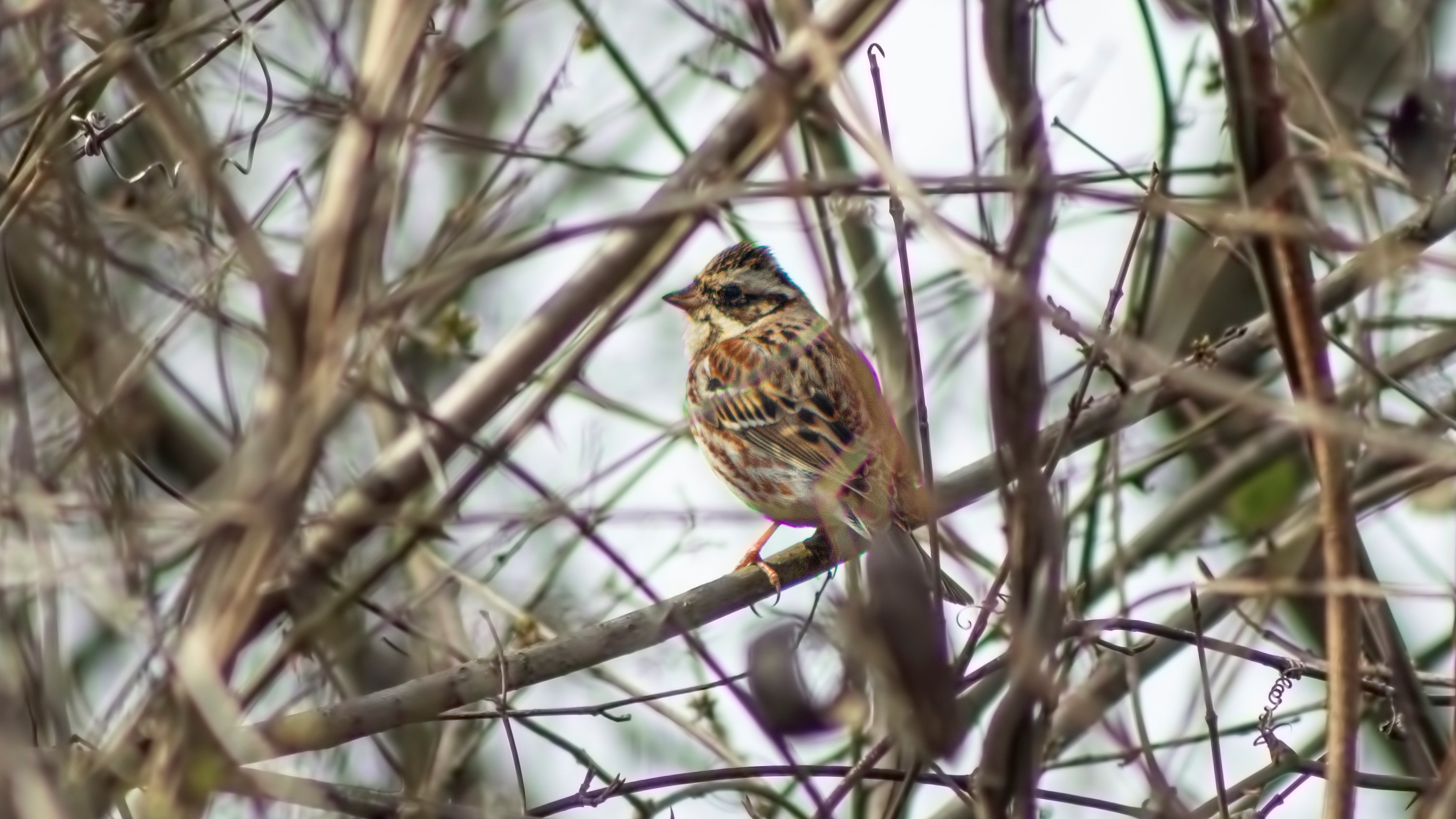 Rustic Bunting