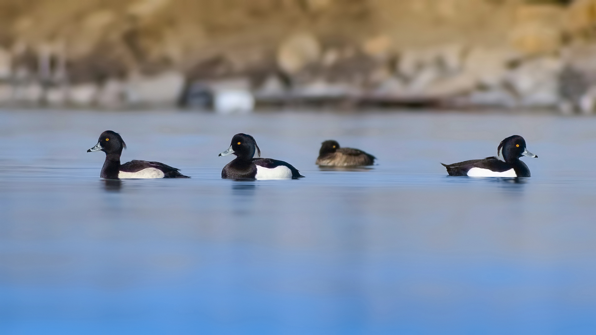 Tufted Duck