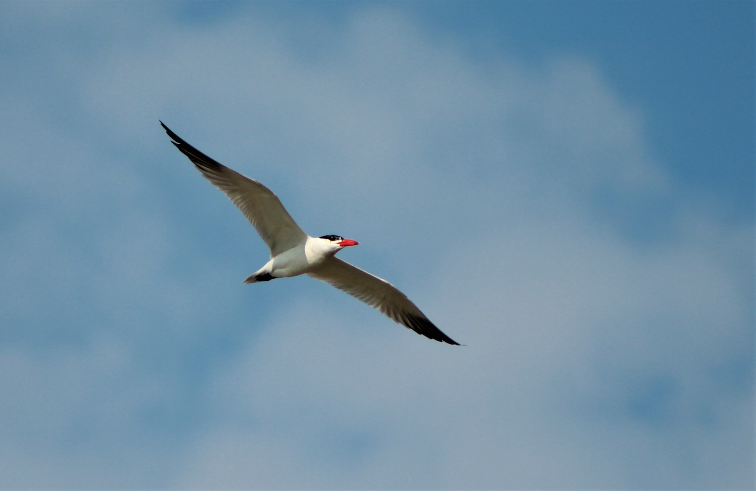 Caspian Tern