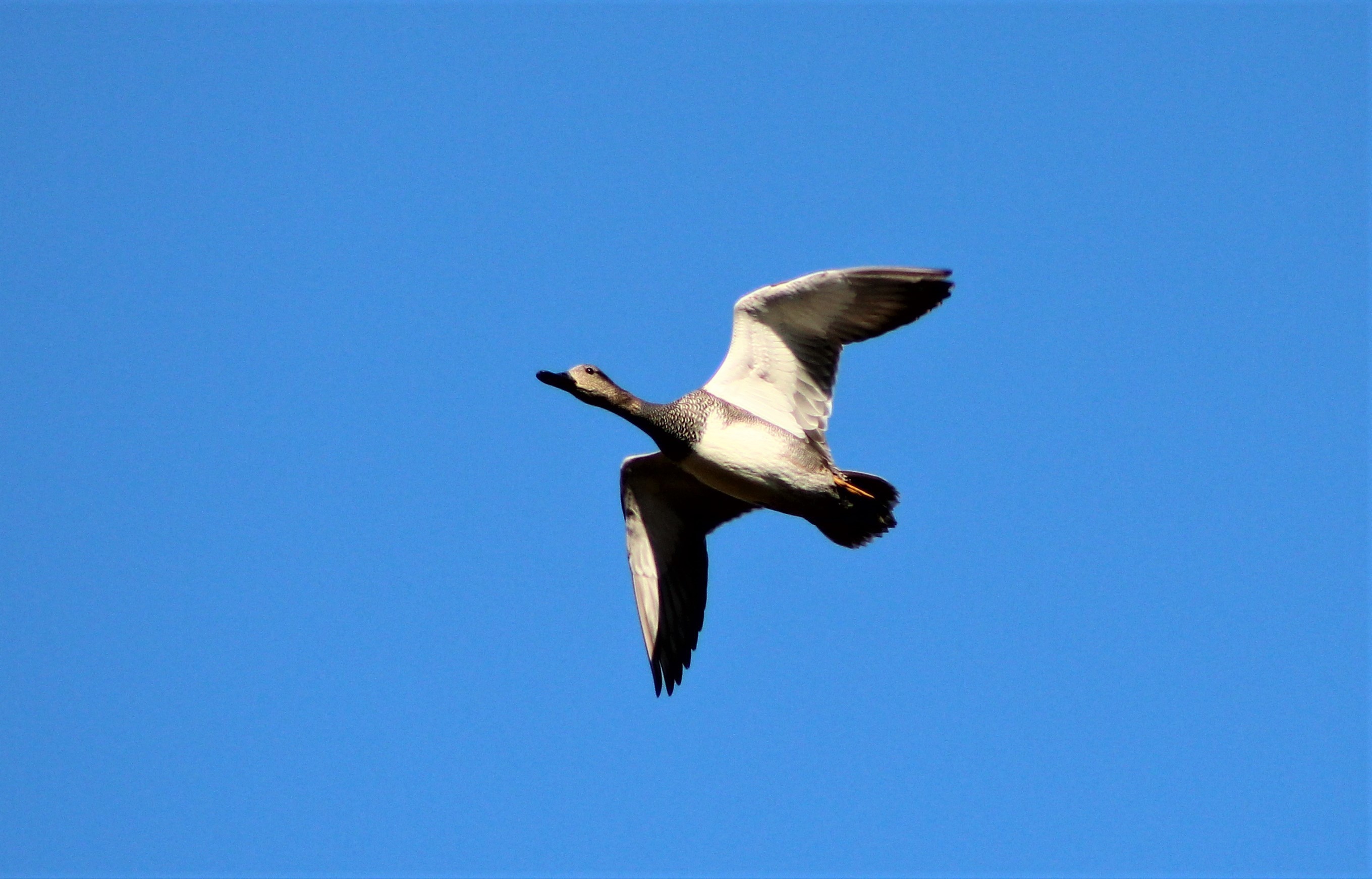 Gadwall