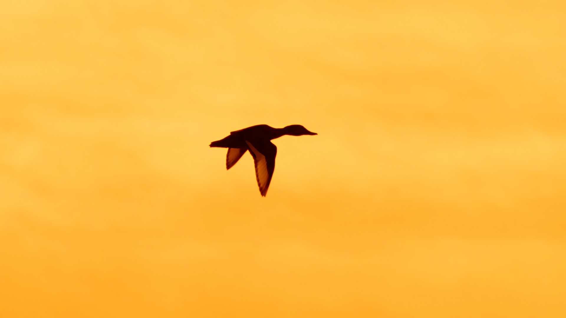 Ferruginous Duck