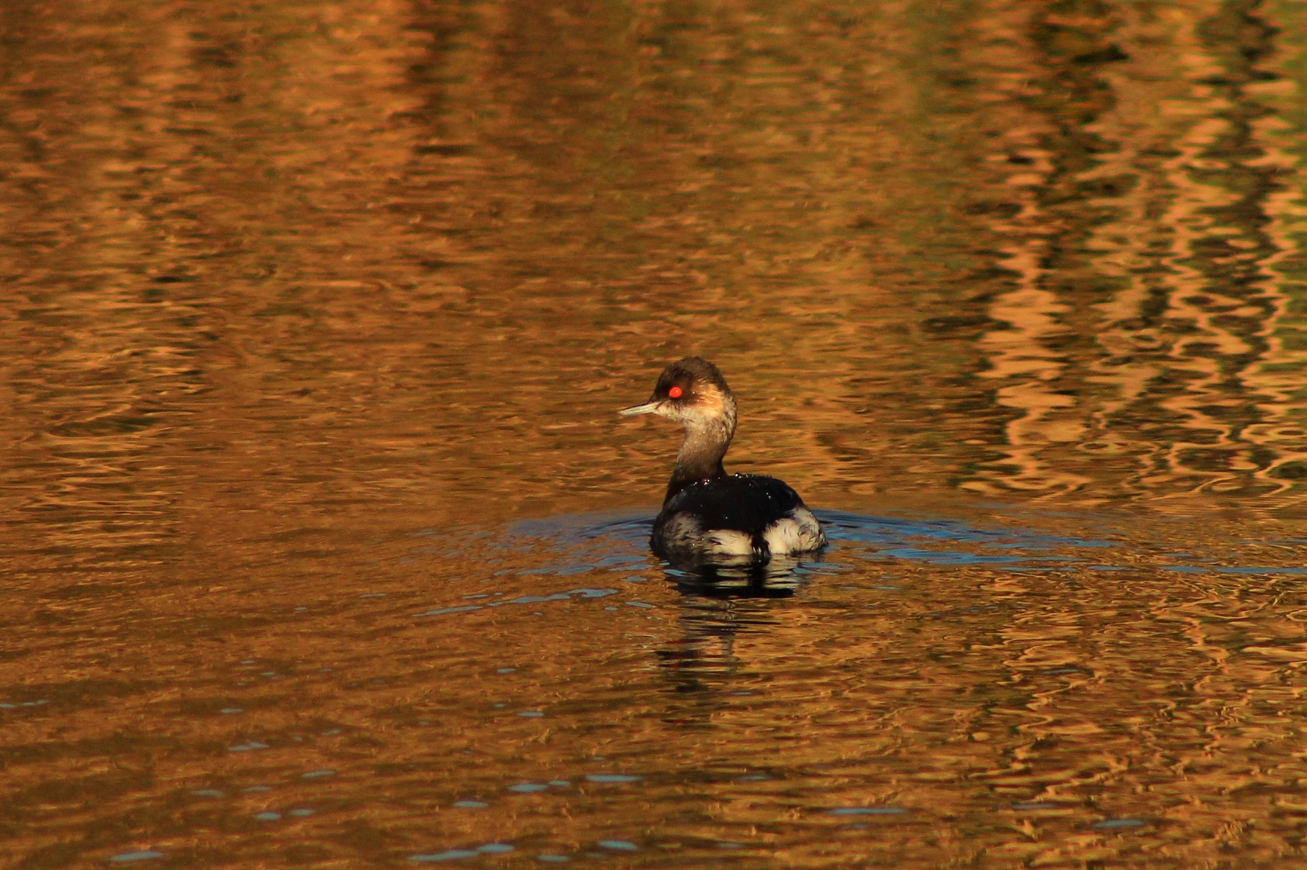 Eared Grebe
