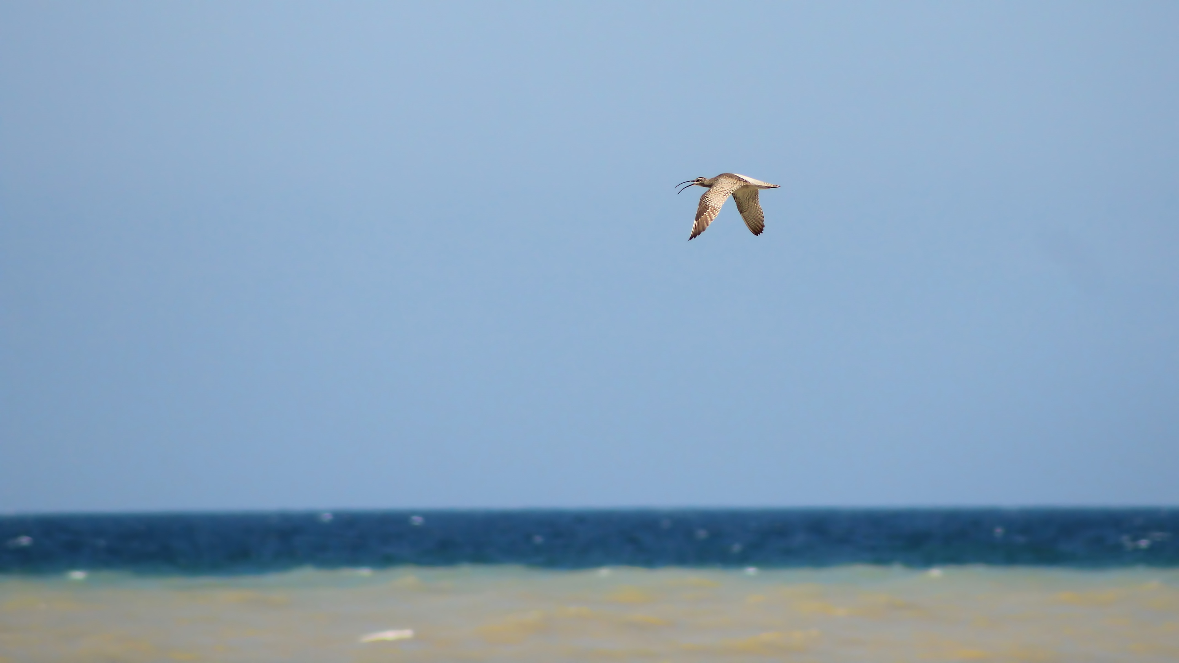 Whimbrel