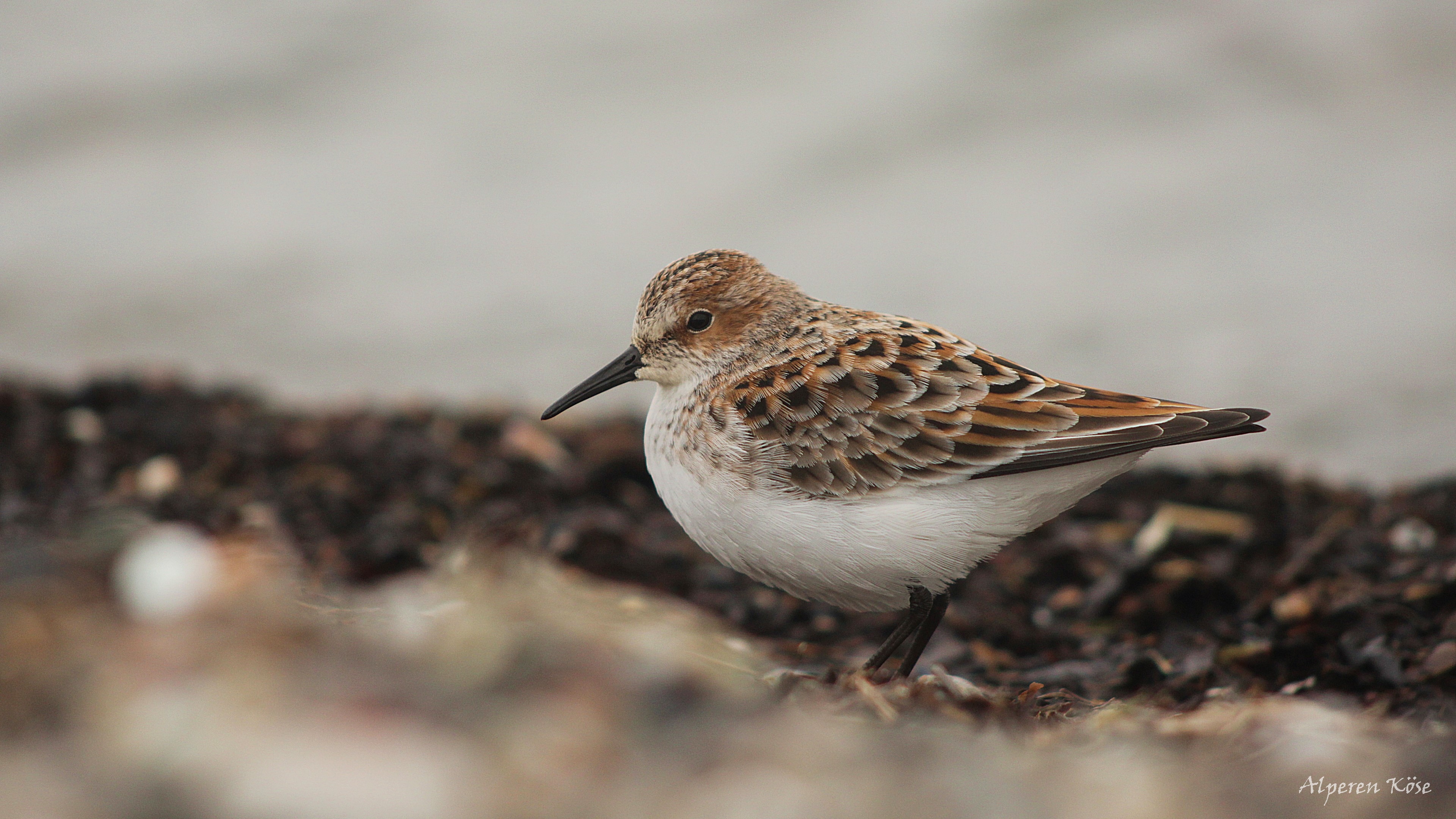 Little Stint