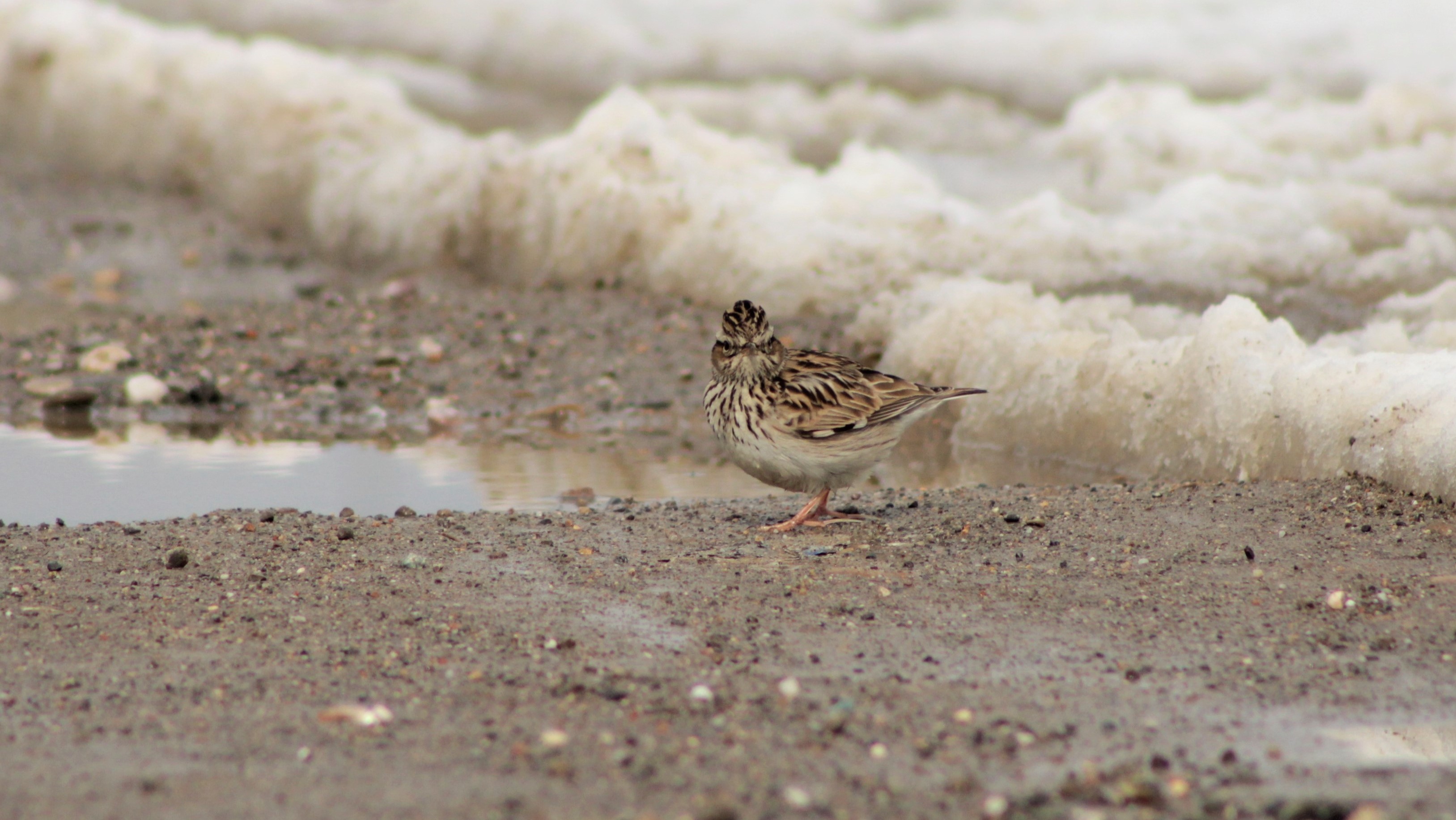 Wood Lark