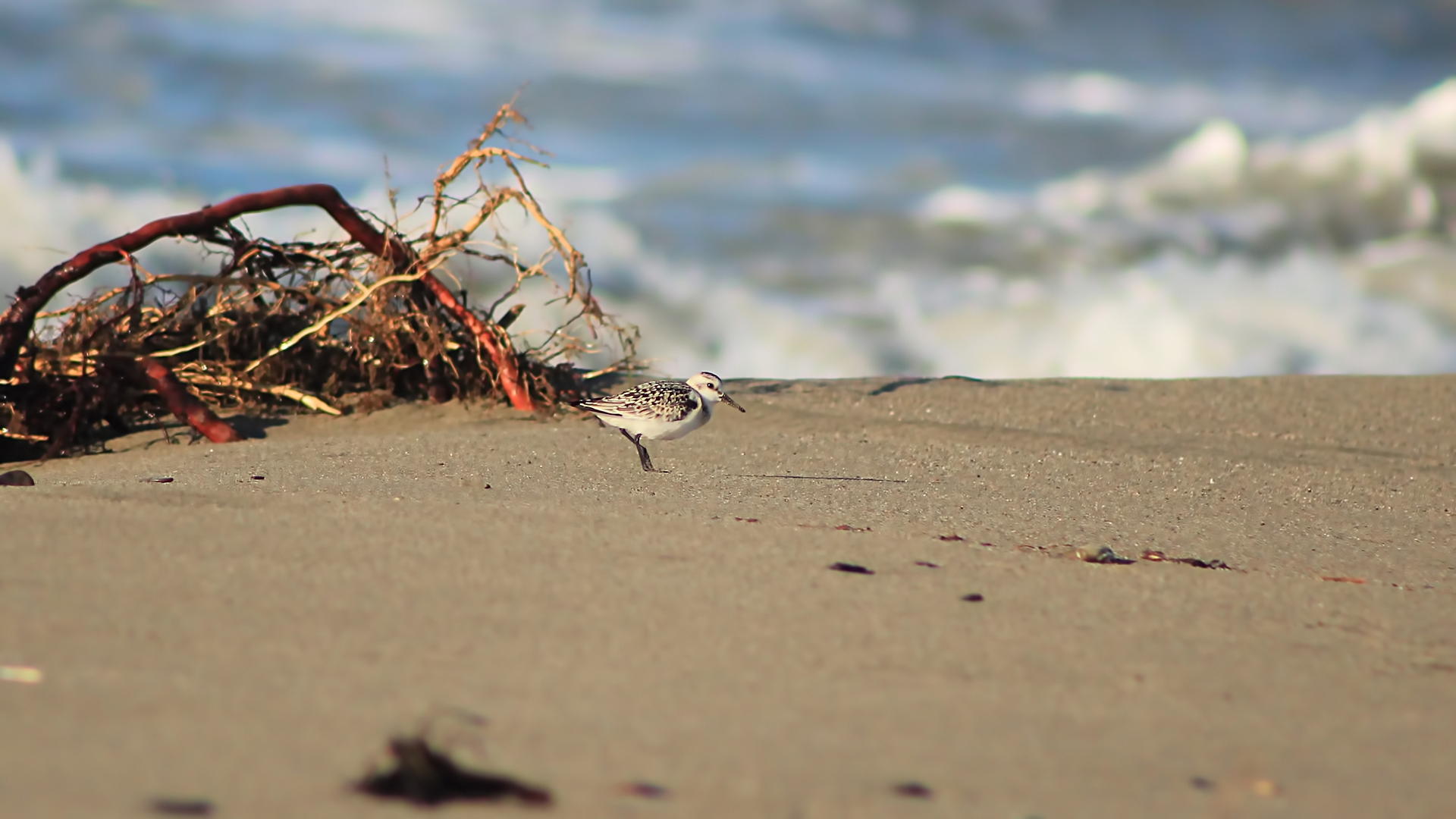 Sanderling
