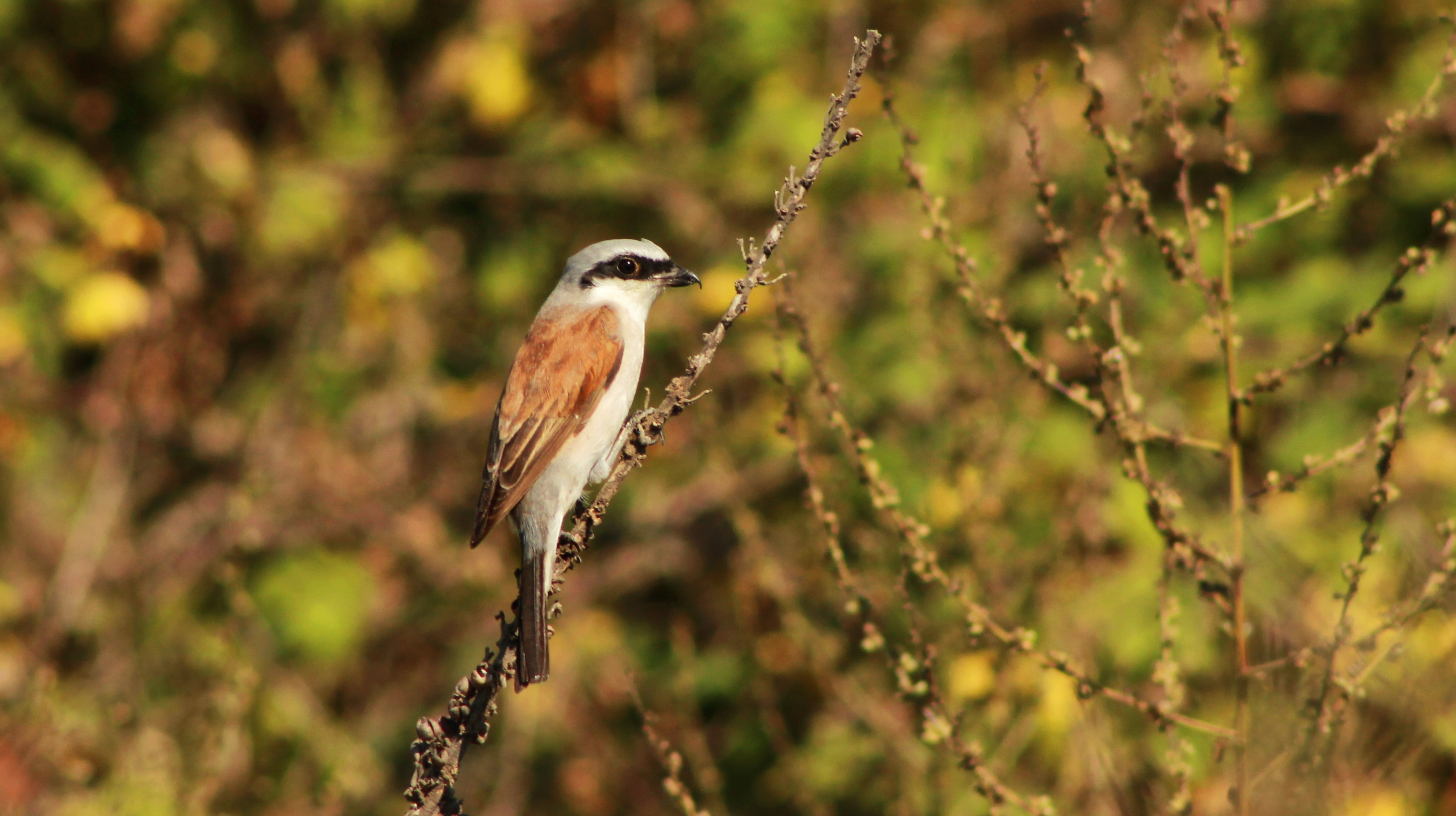 Red-backed Shrike