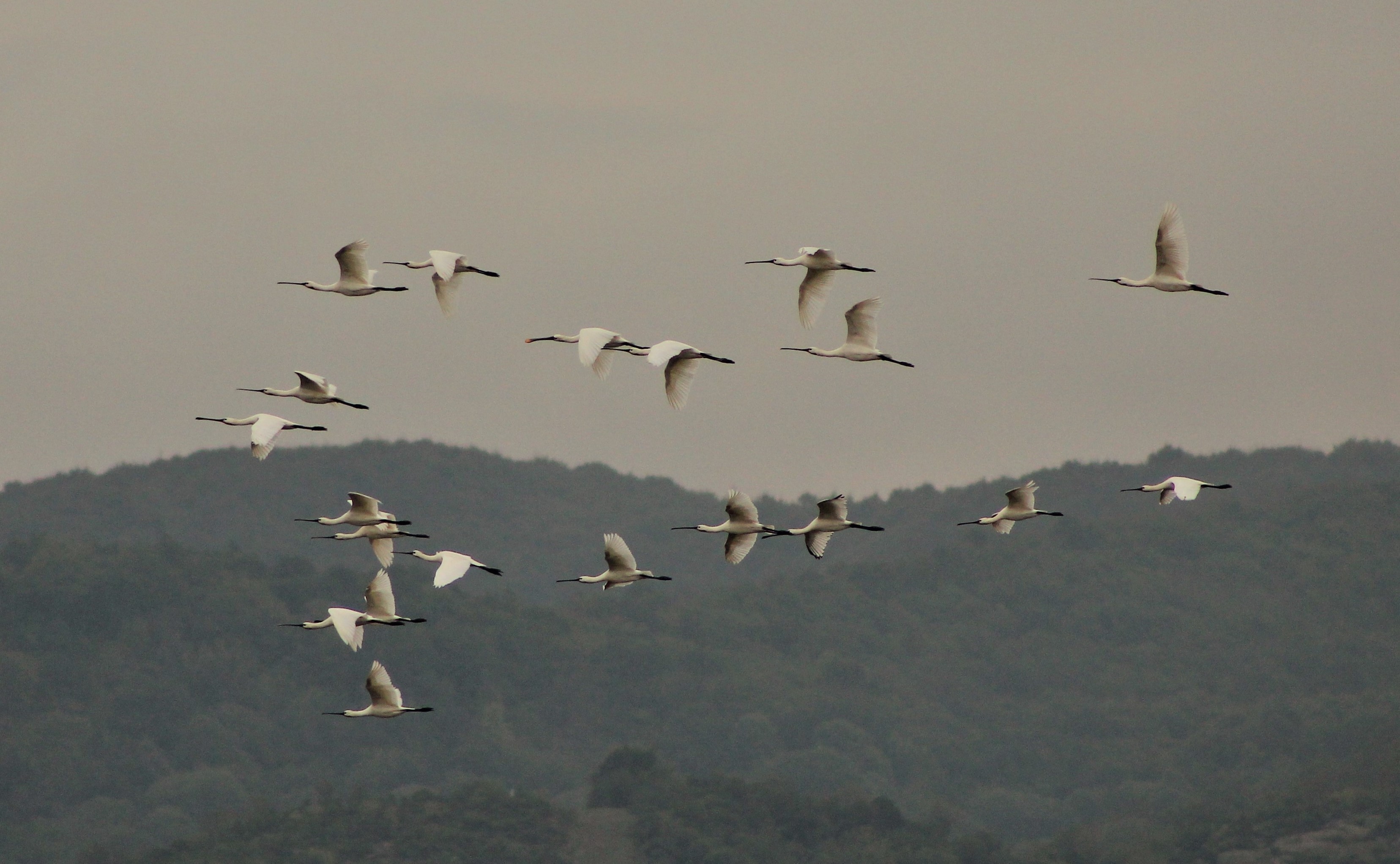 Eurasian Spoonbill