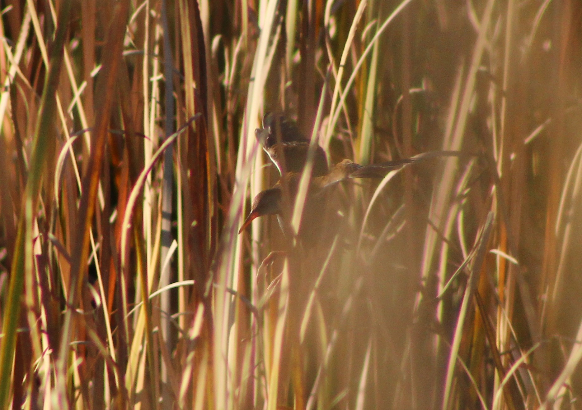 Water Rail