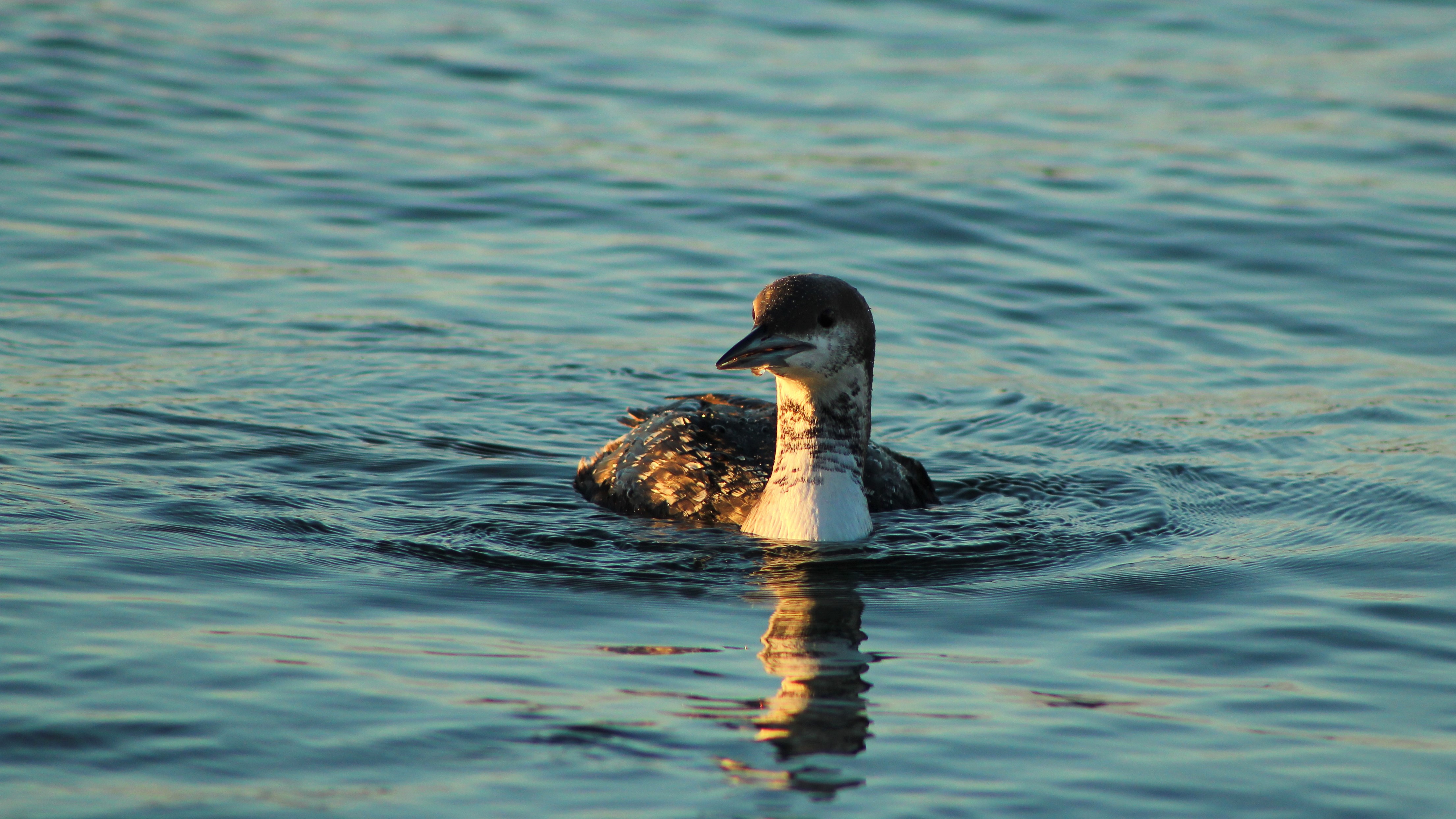 Arctic Loon