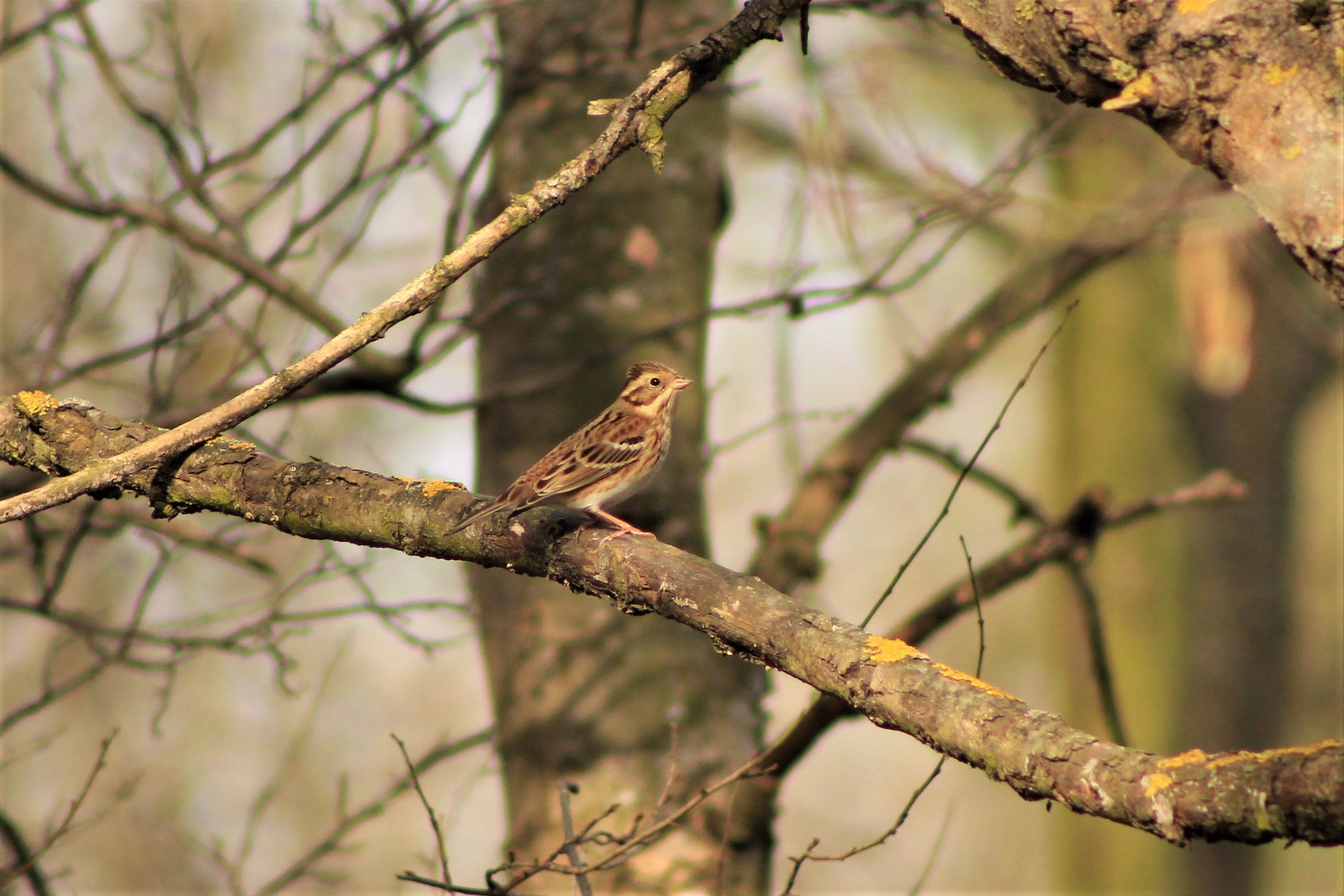 Rustic Bunting