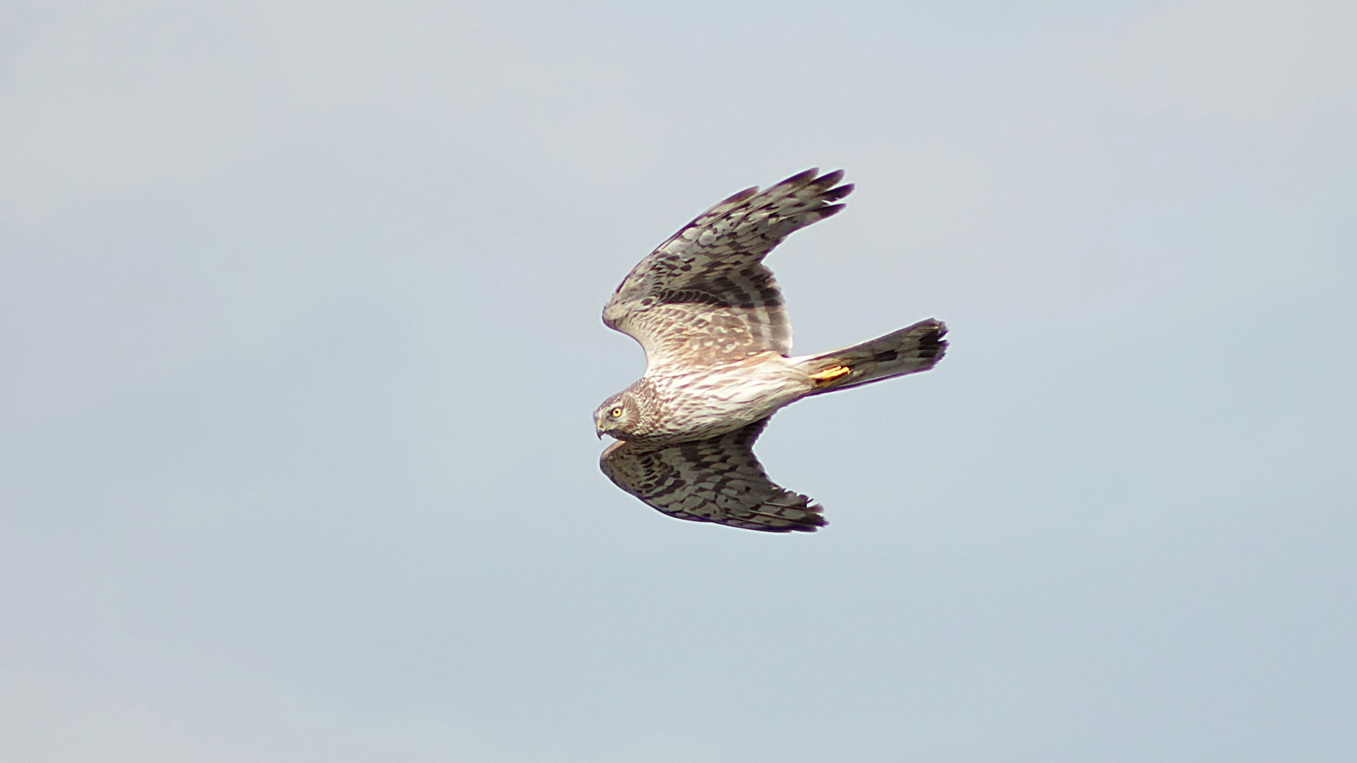 Hen Harrier