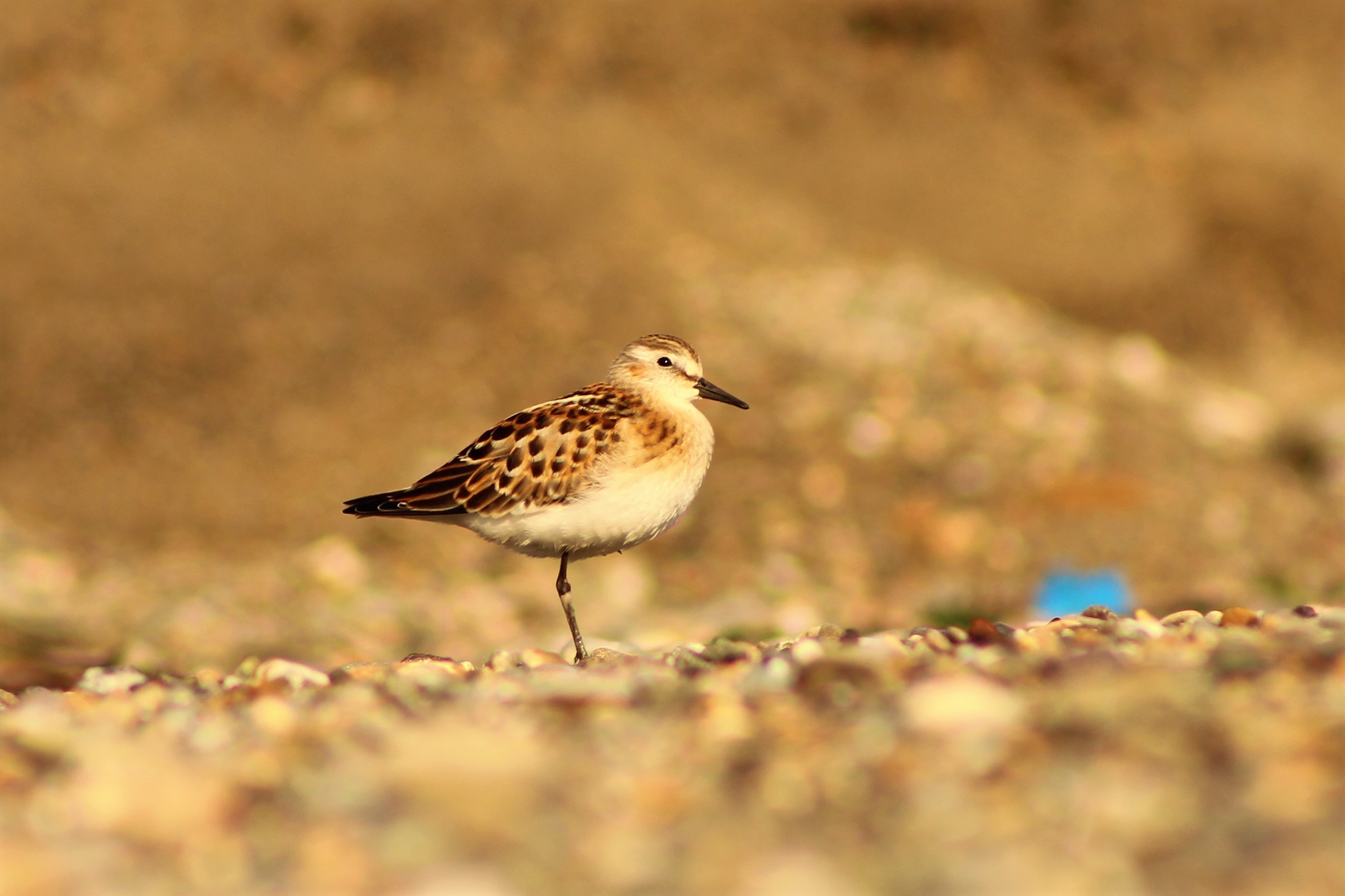 Little Stint