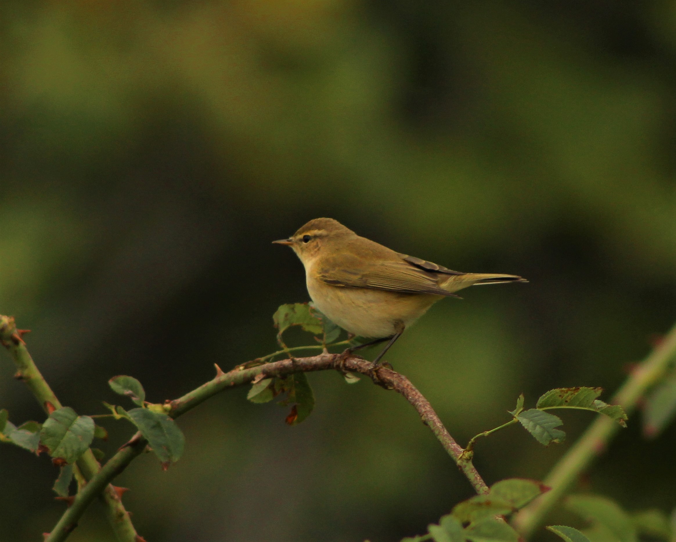 Common Chiffchaff