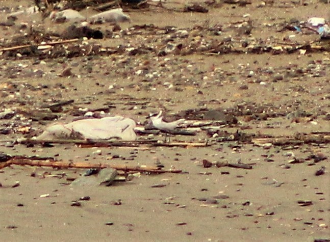 Kentish Plover