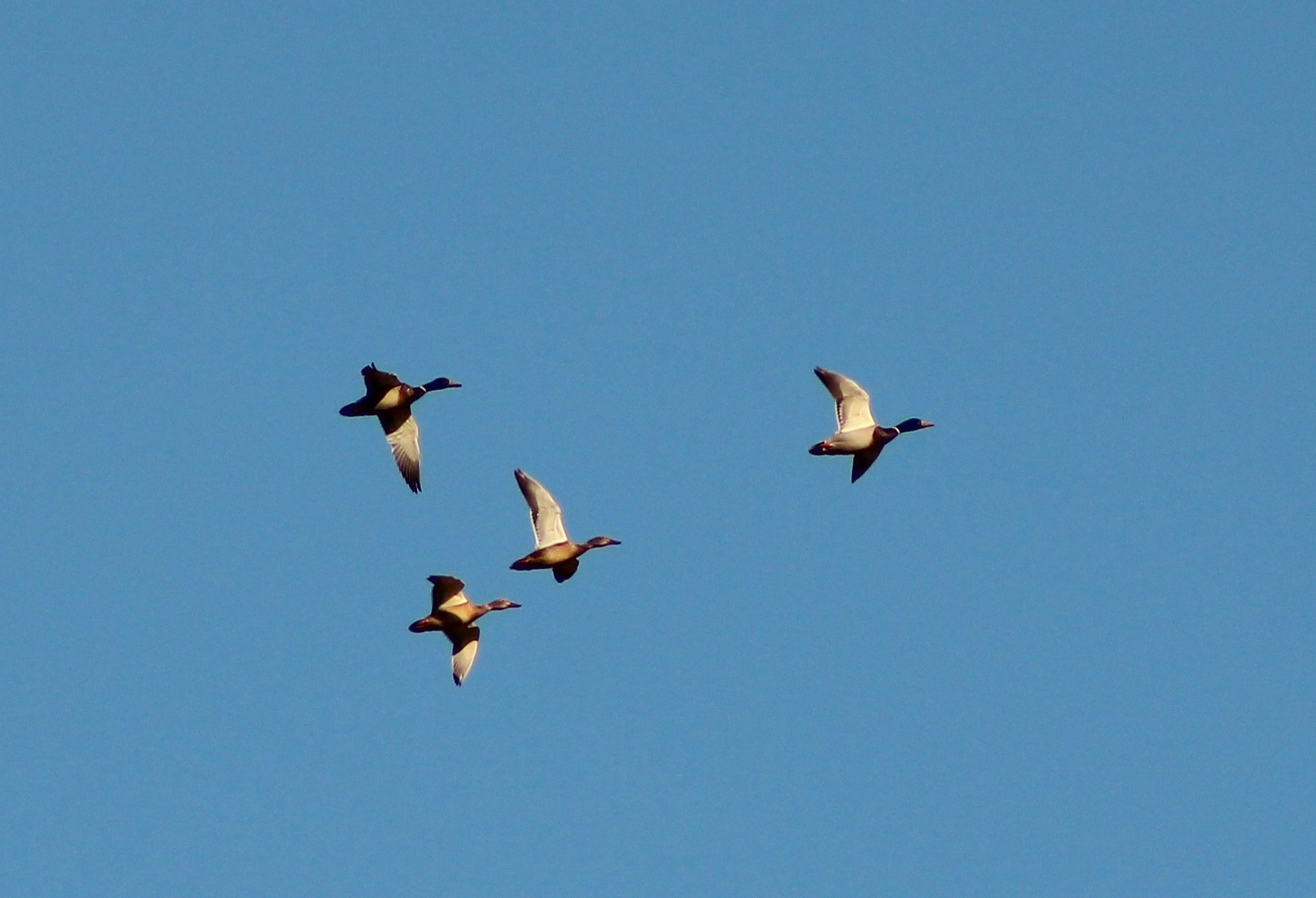 Mallard