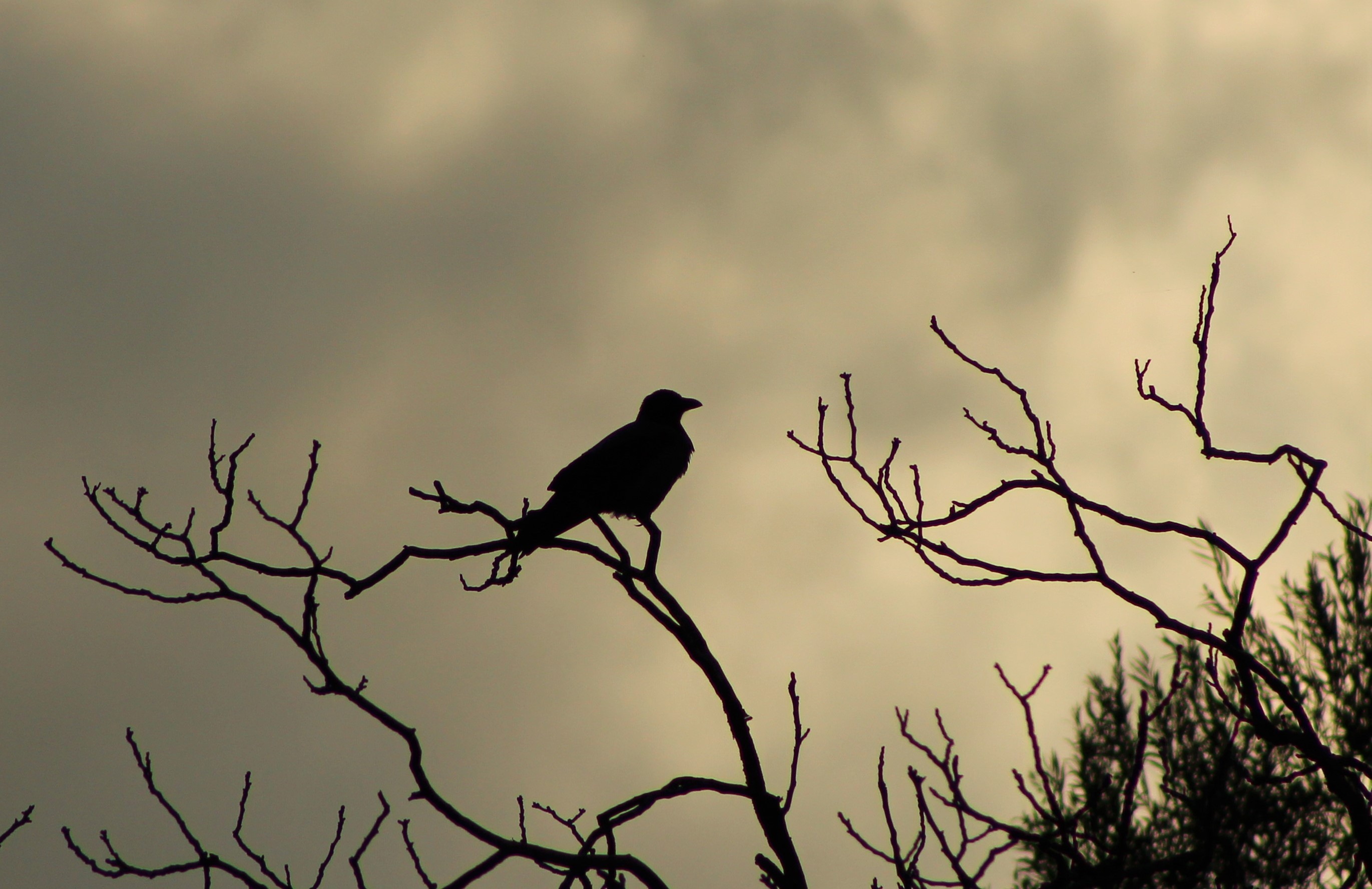 Hooded Crow