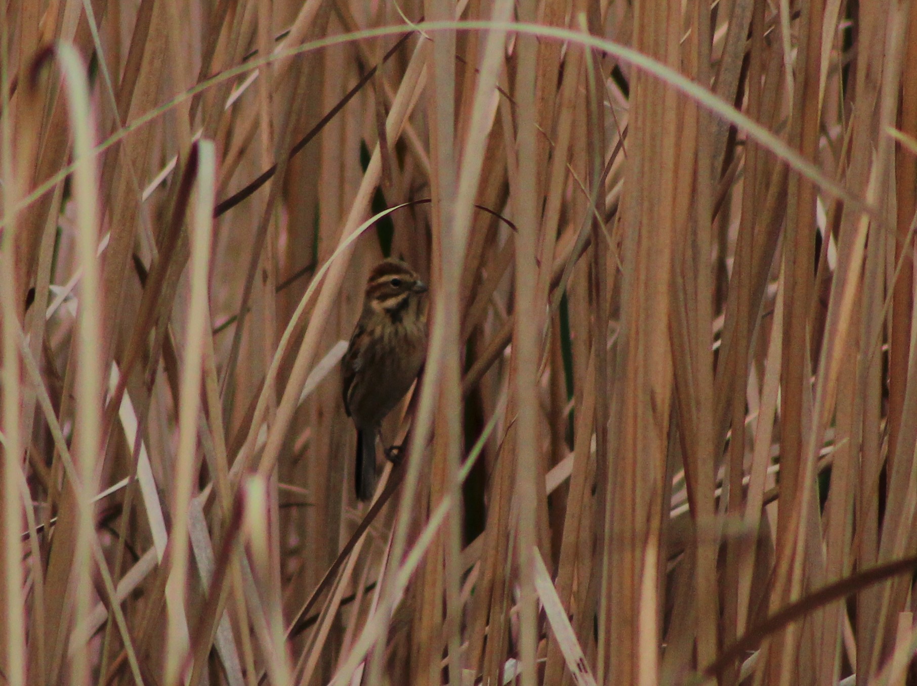 Reed Bunting