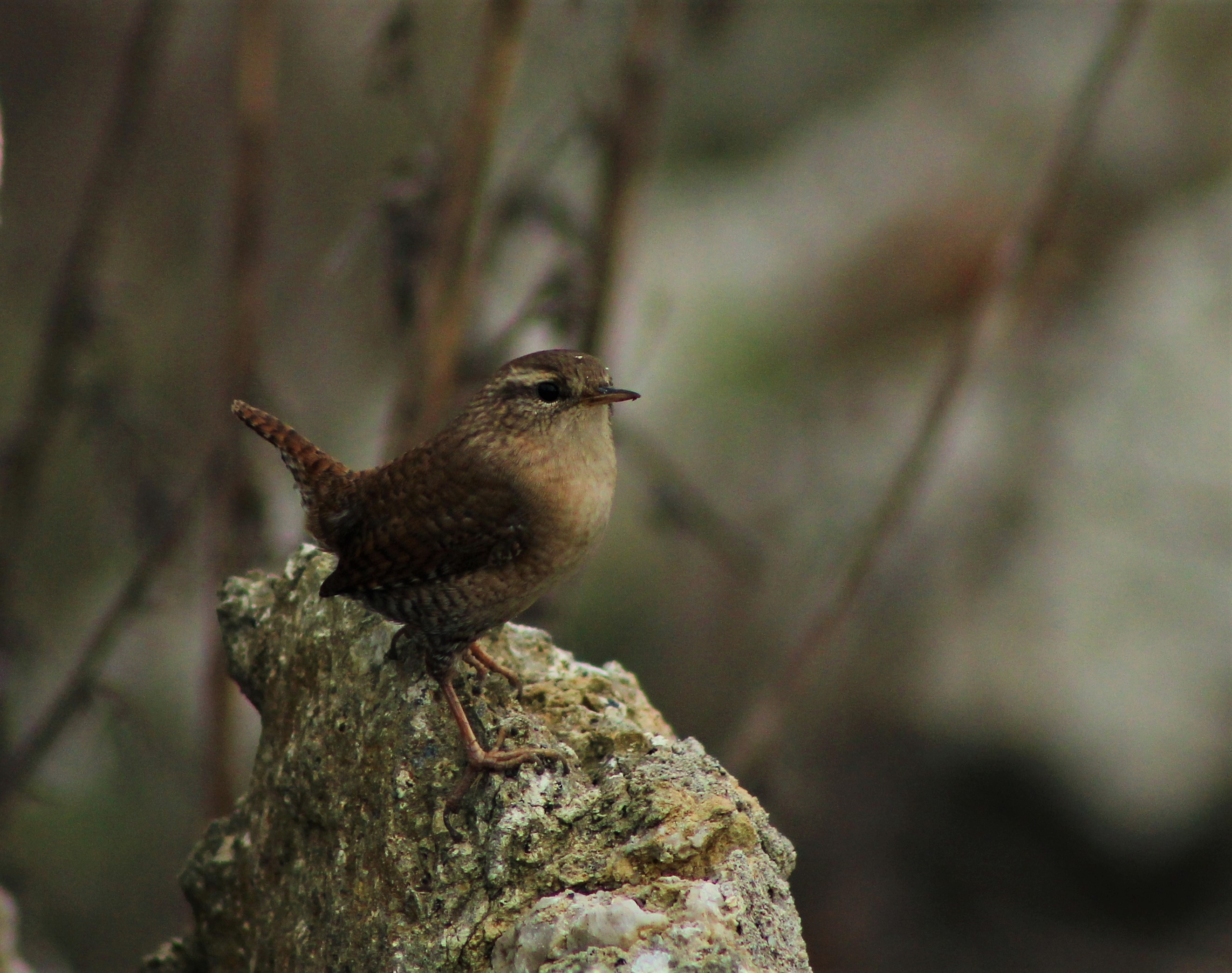 Eurasian Wren