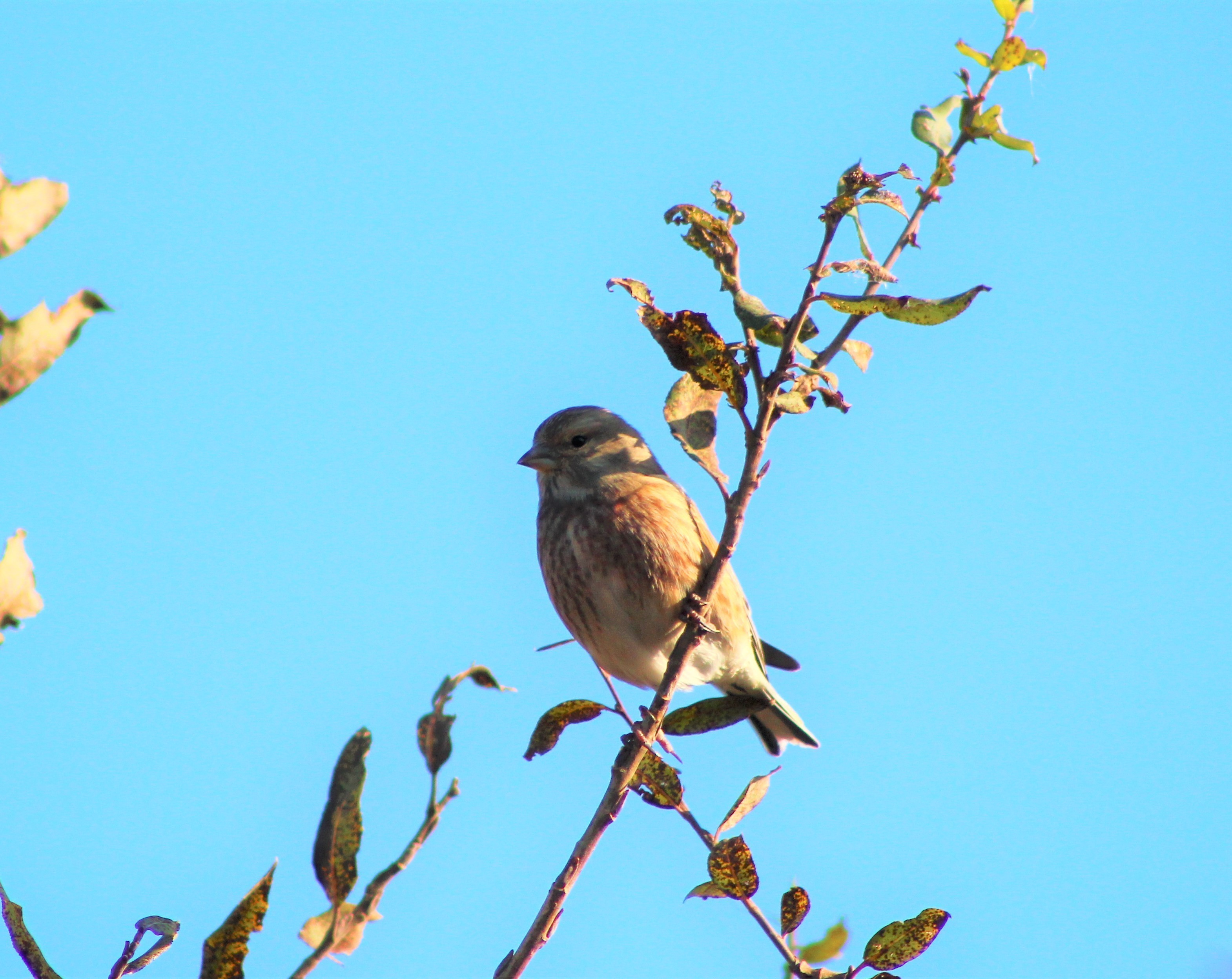 Eurasian Linnet